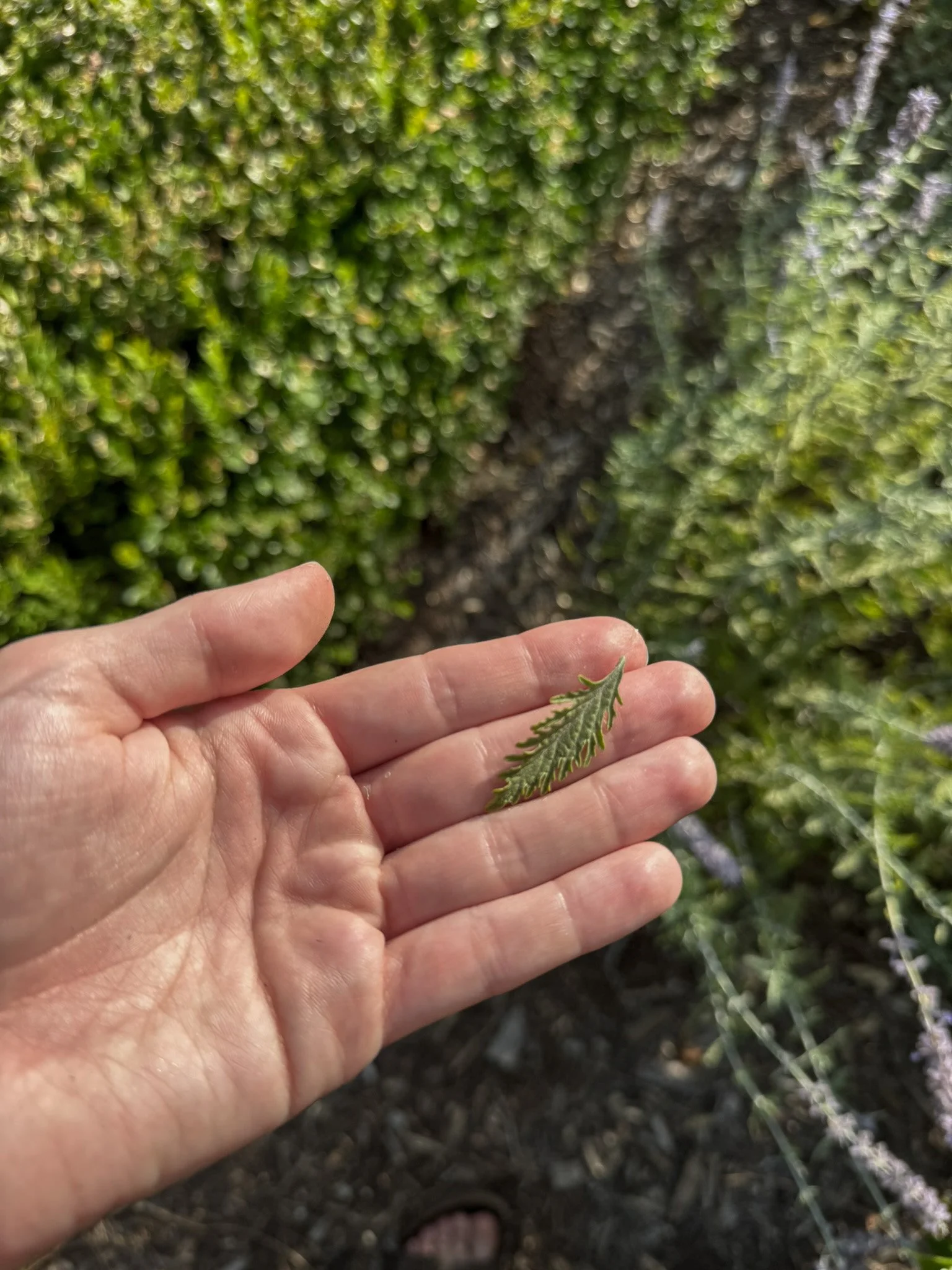 salvia yangii_5.jpg