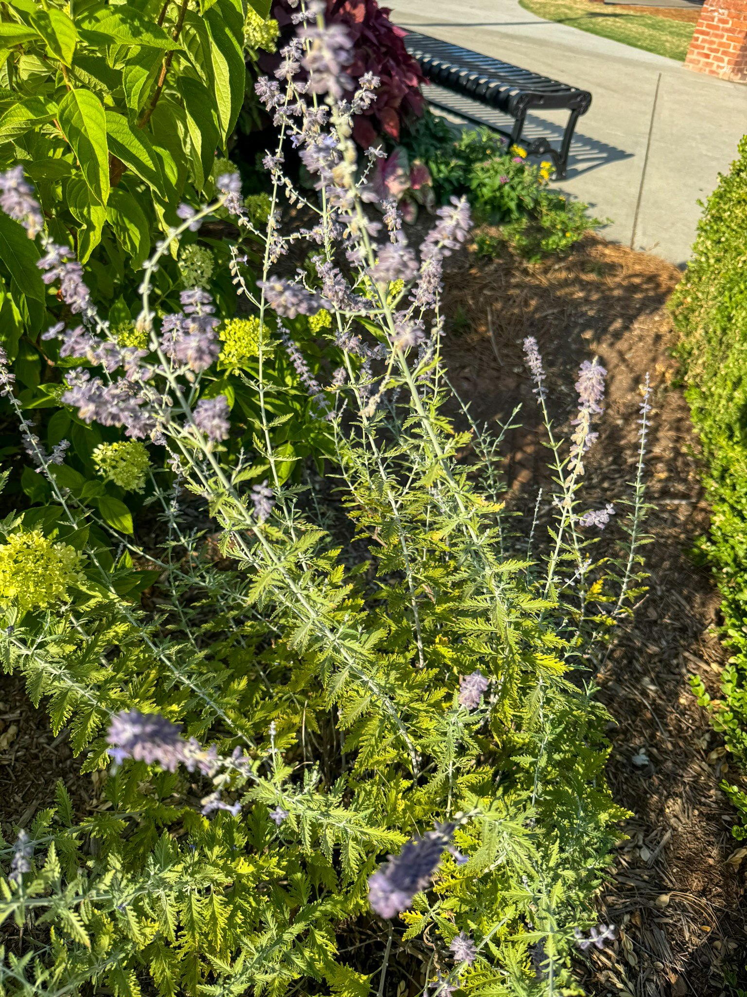 salvia yangii_6.jpg