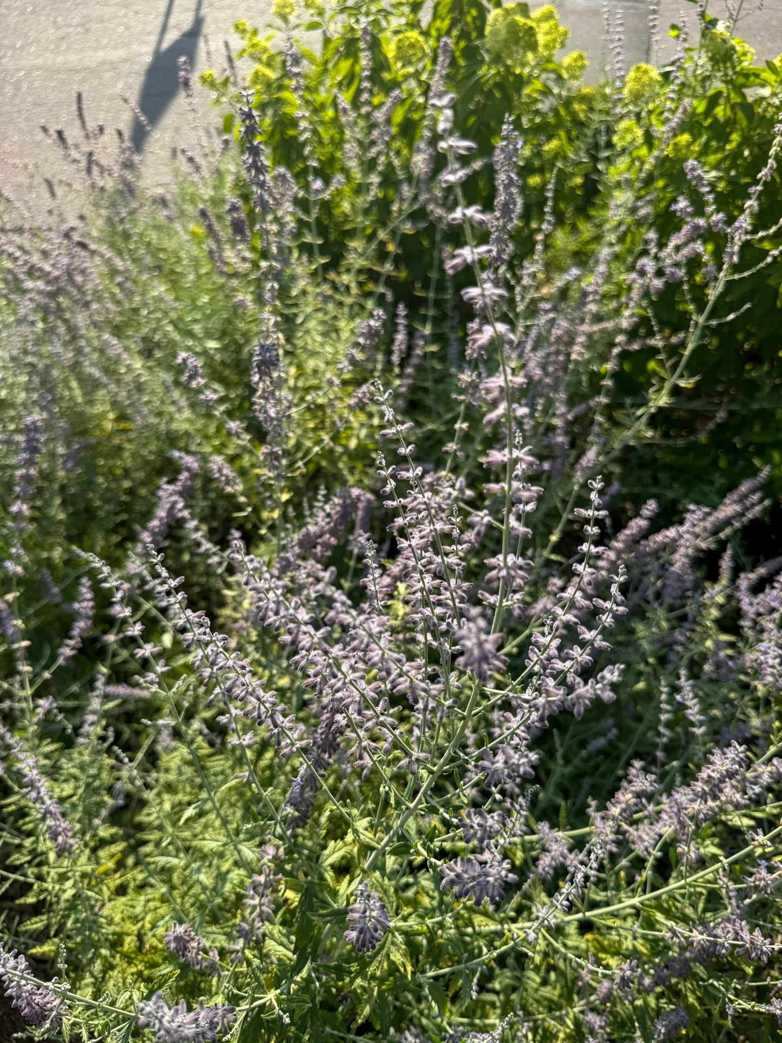 Meet the Russian Sage
