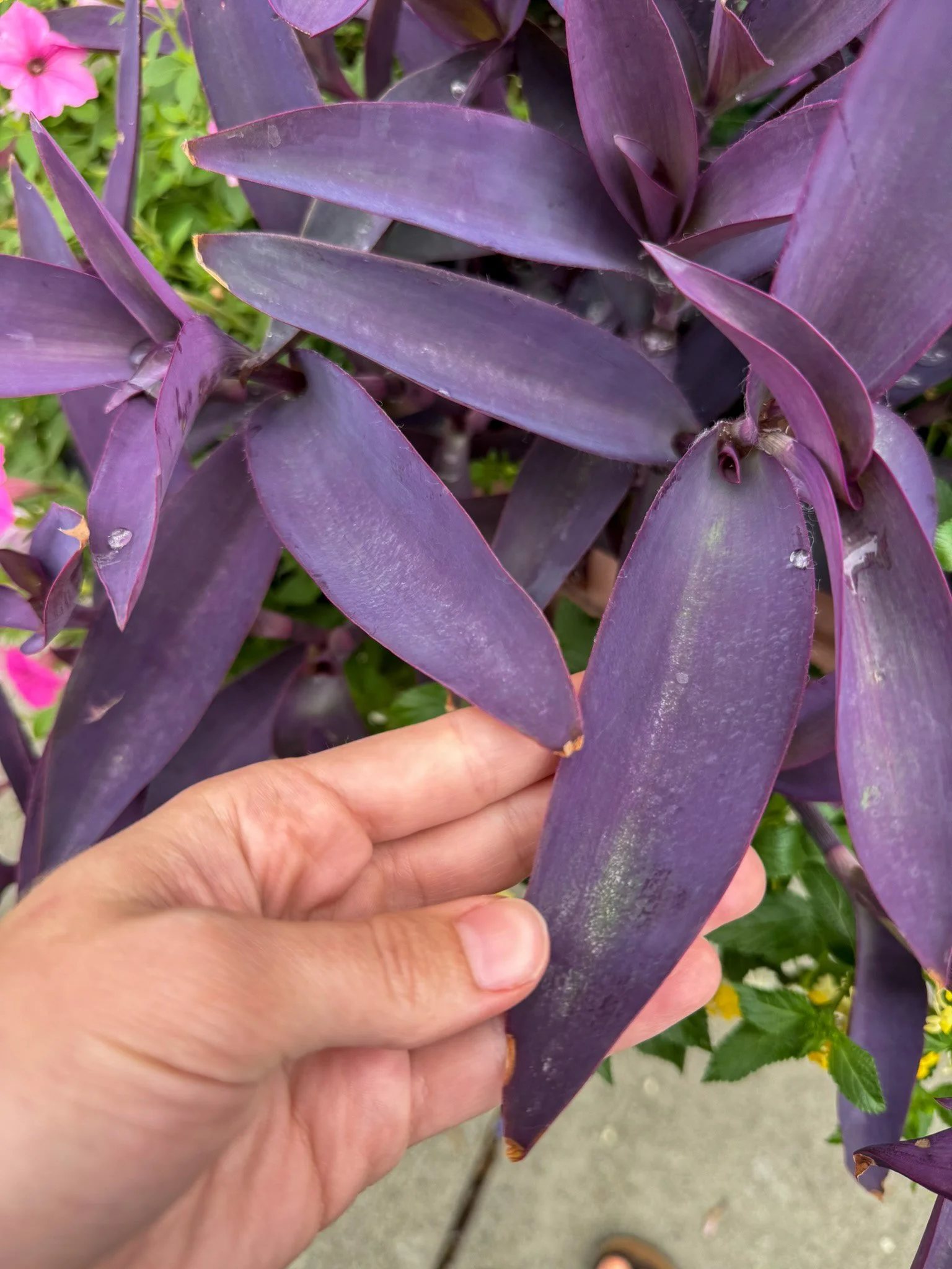 tradescantia pallida_5.jpg