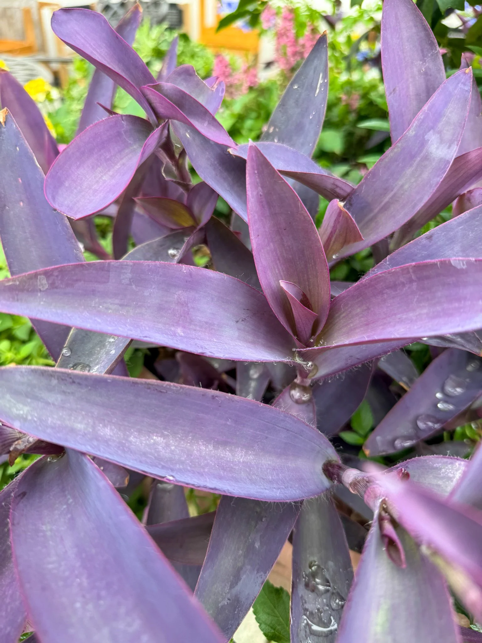 tradescantia pallida_4.jpg
