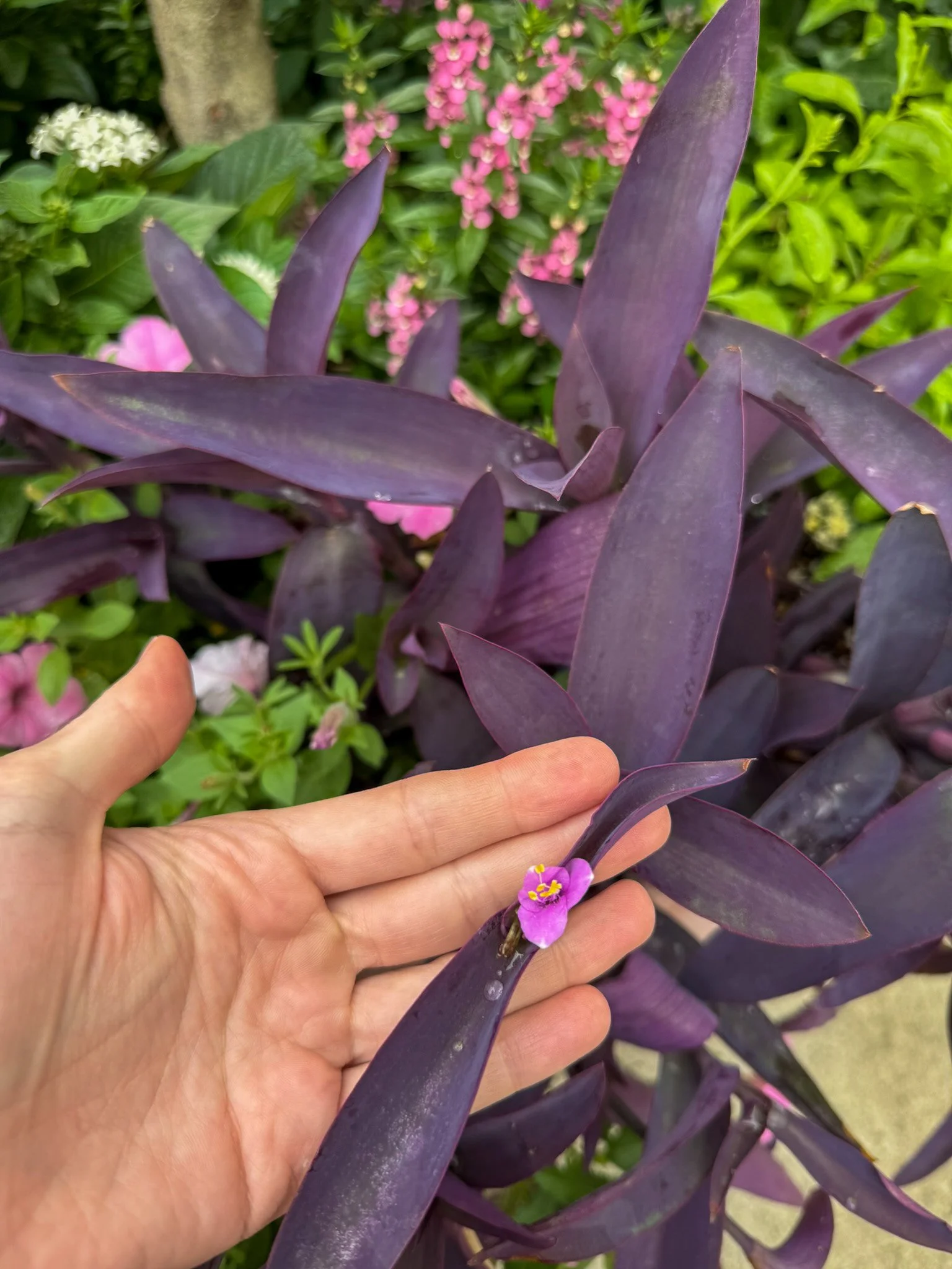 tradescantia pallida_6.jpg