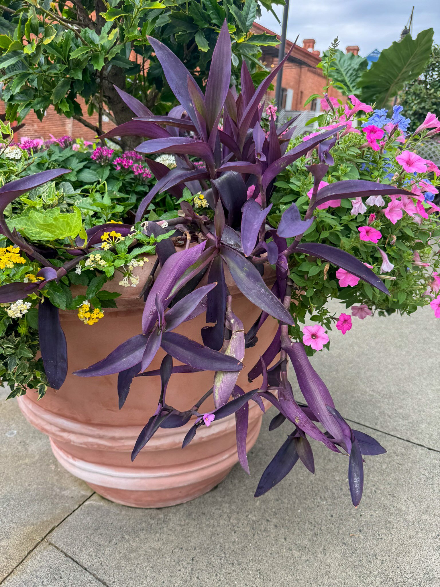 tradescantia pallida_1.jpg
