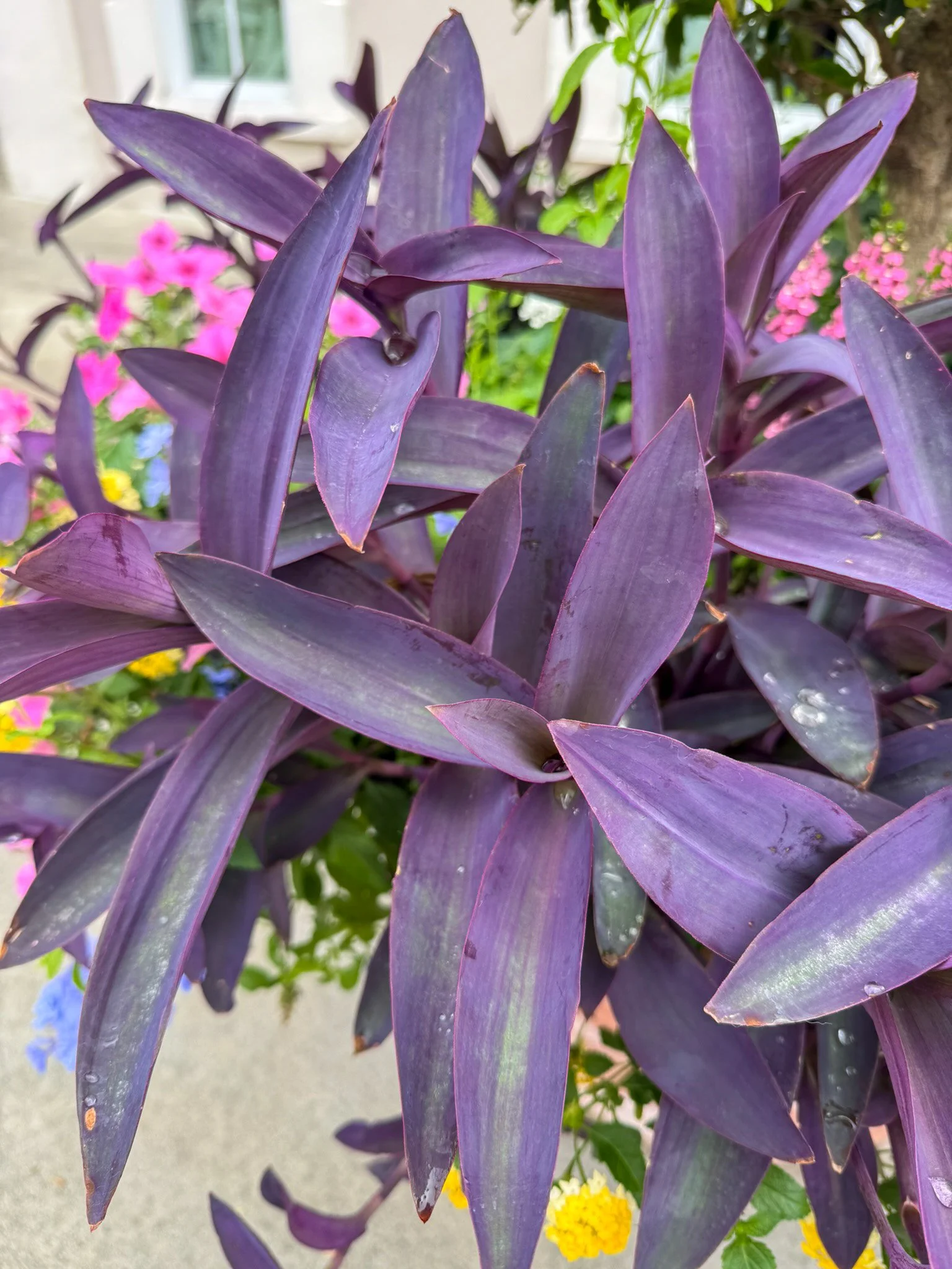Meet the Purple Heart