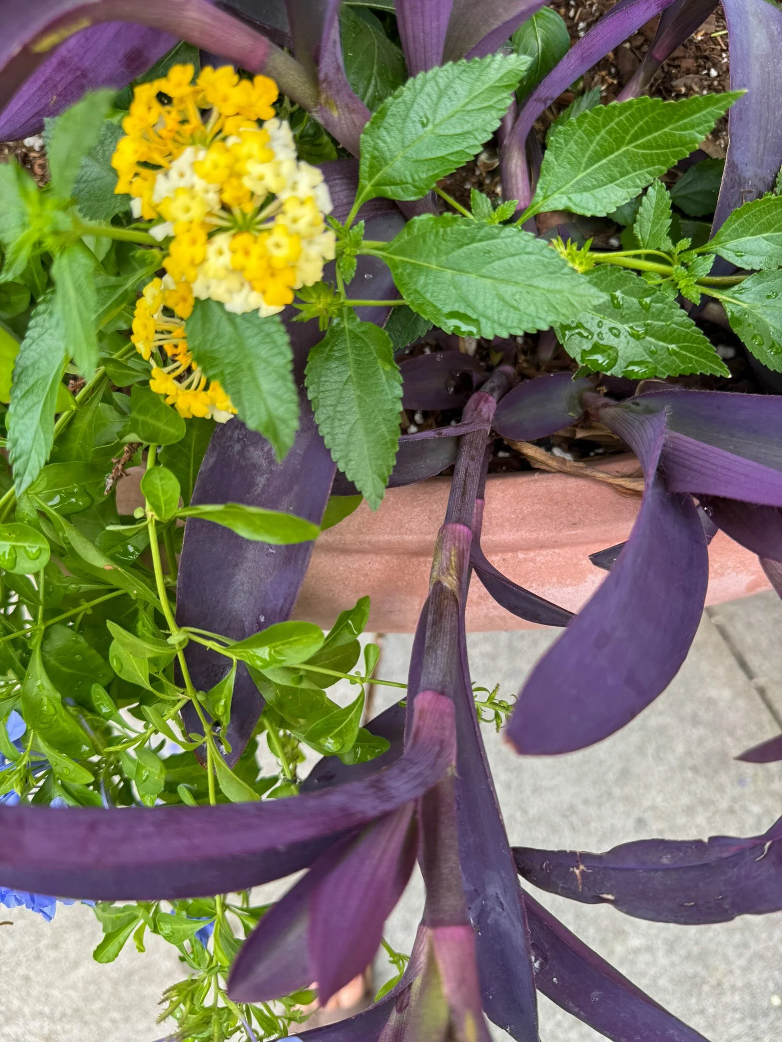 tradescantia pallida_3.jpg