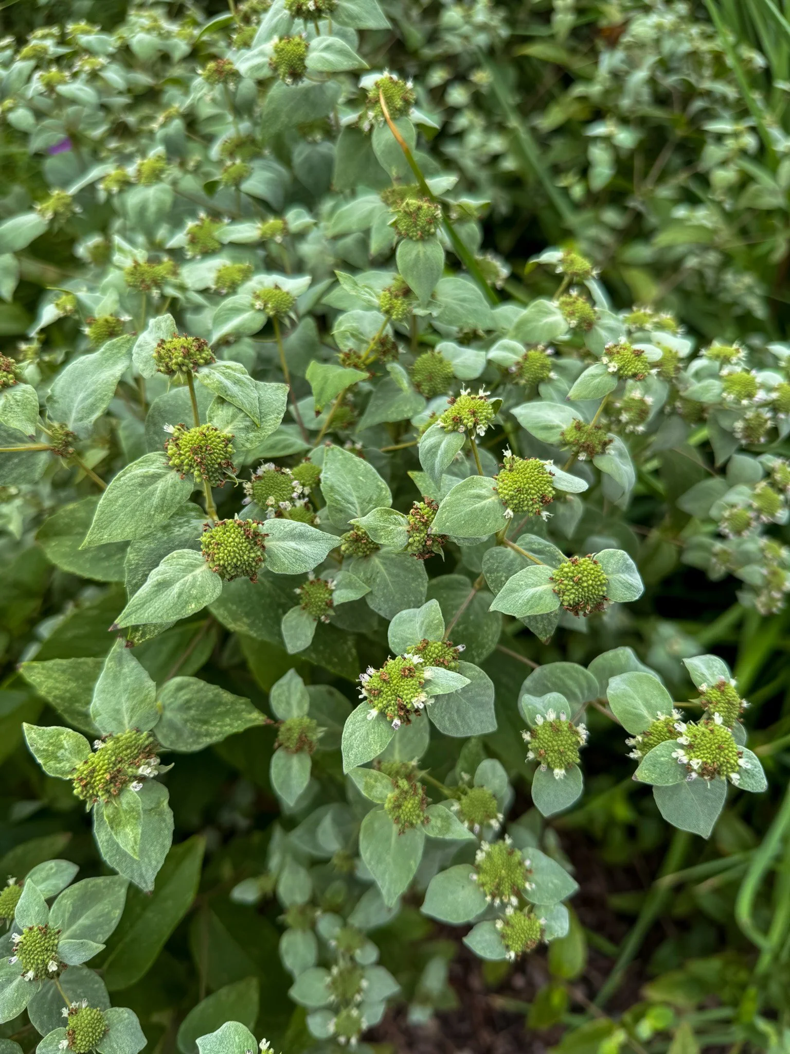 Meet the Mountain Mint