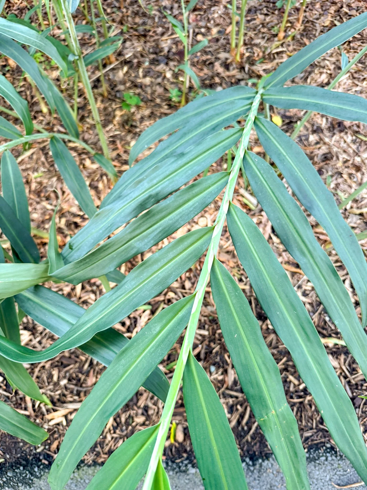 hedychium_1.jpg