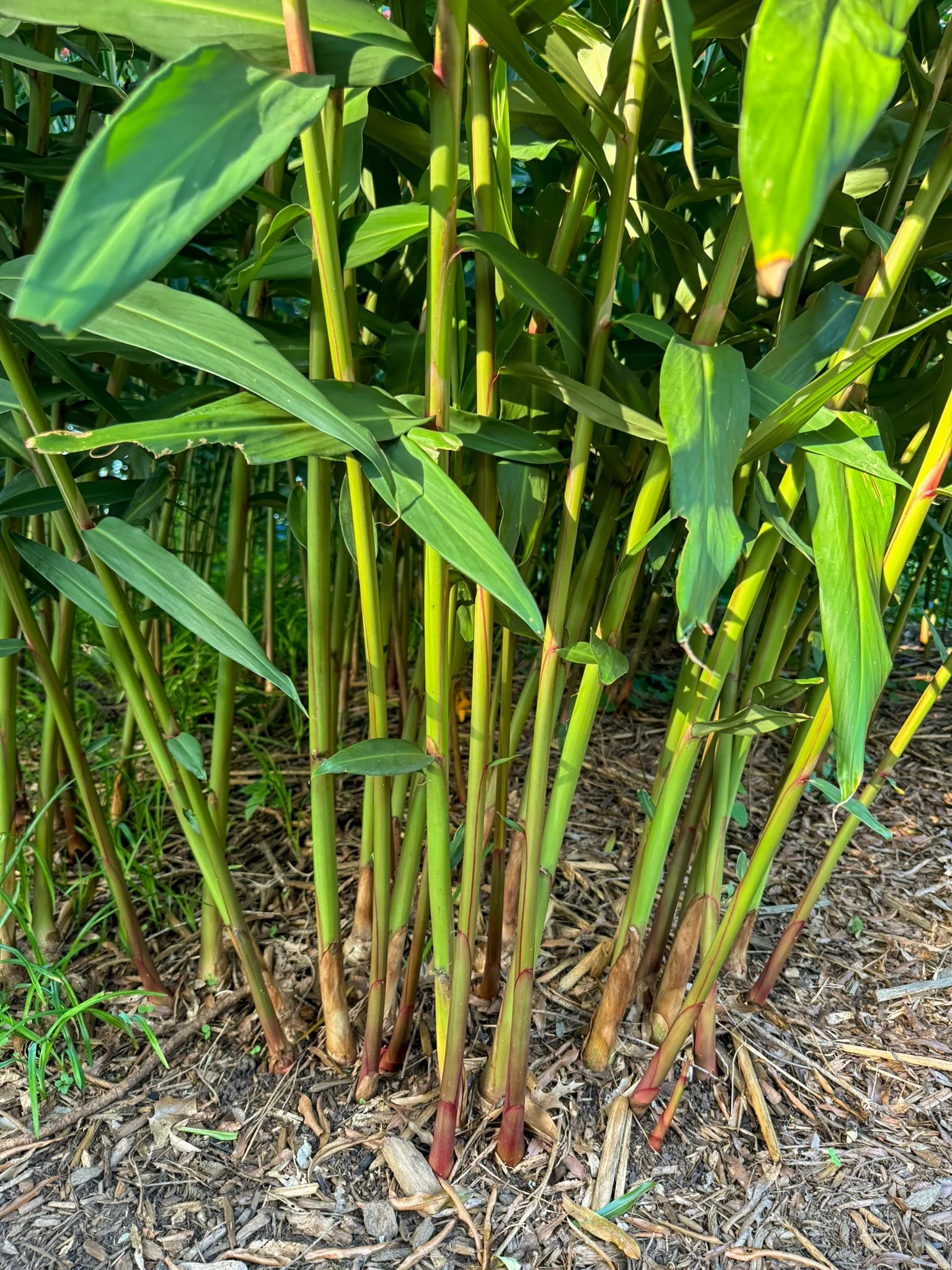 hedychium_6.jpg