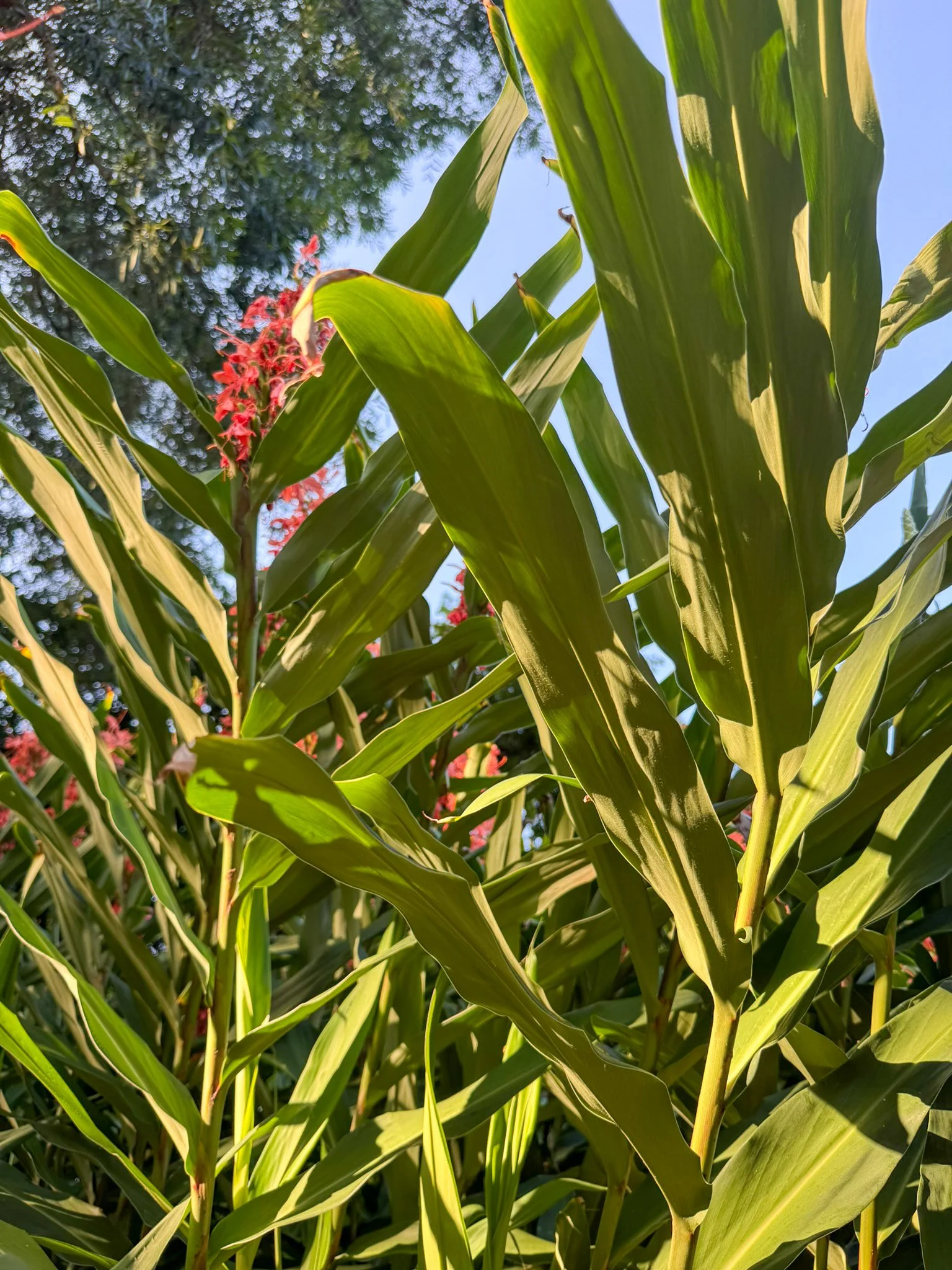 hedychium_3.jpg
