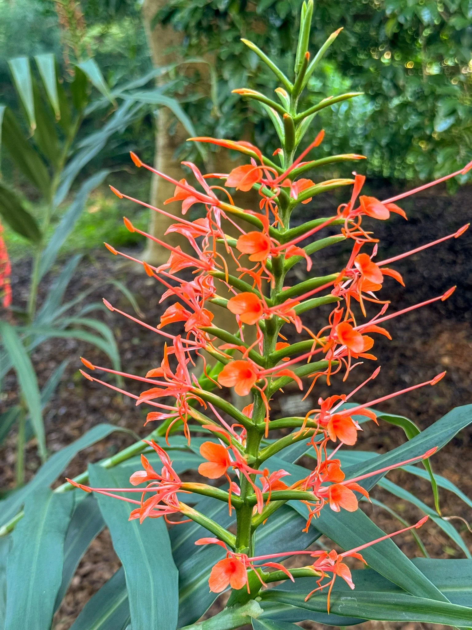 hedychium_4.jpg