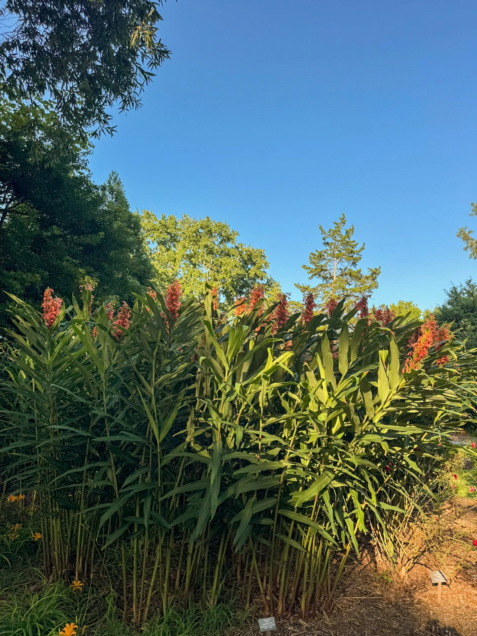 hedychium_5.jpg