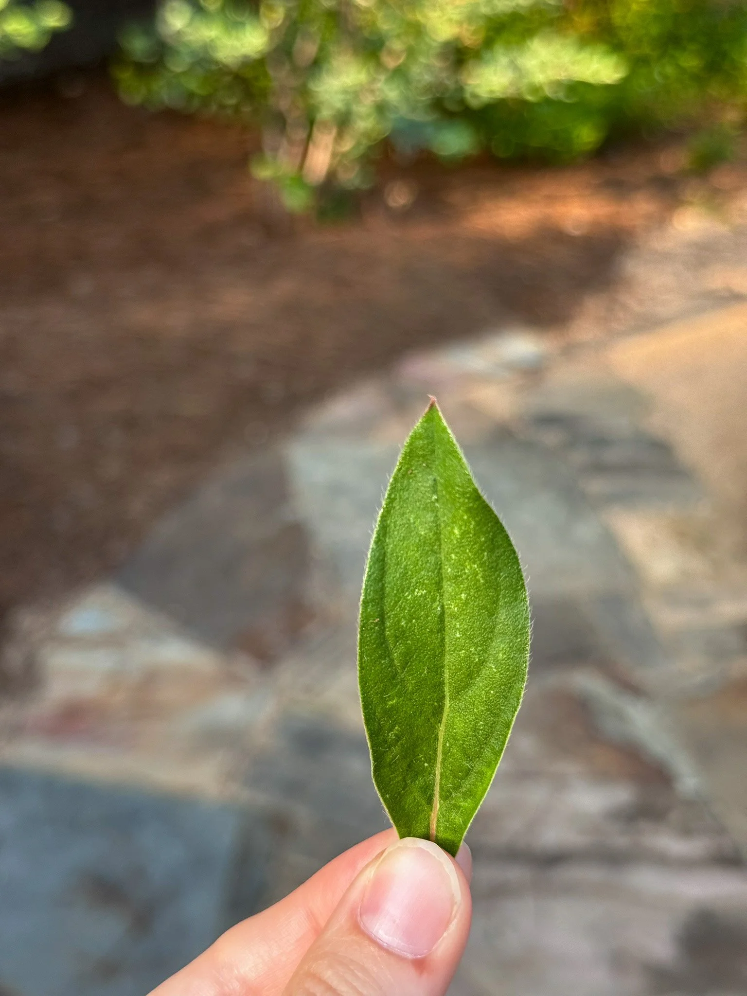 gomphrena_7.jpg