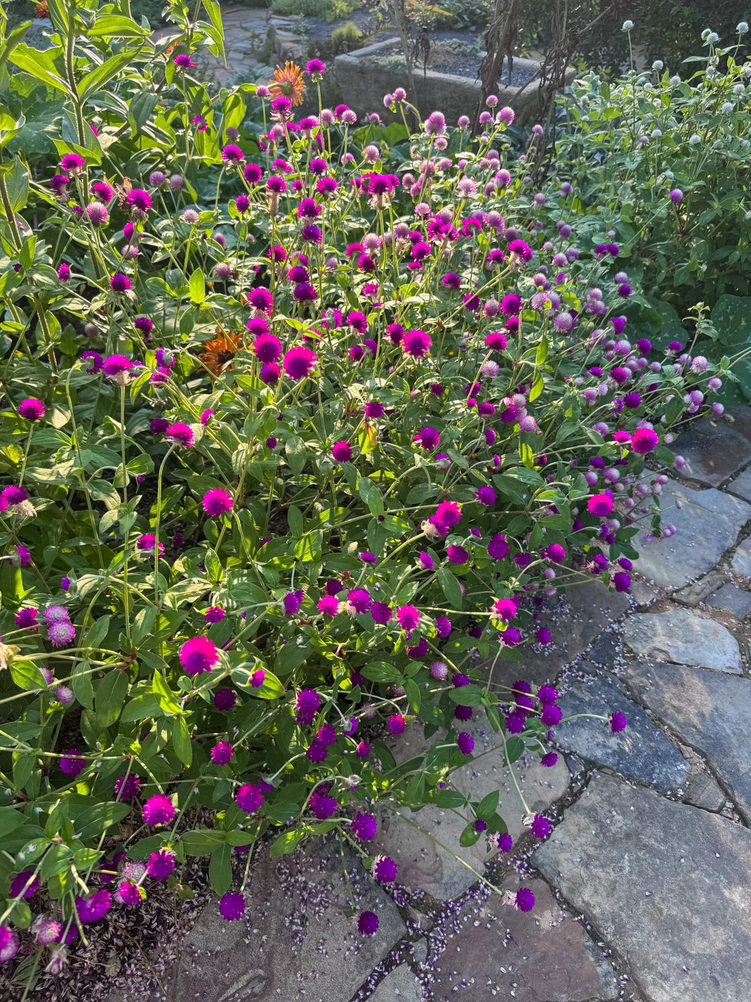 gomphrena_8.jpg