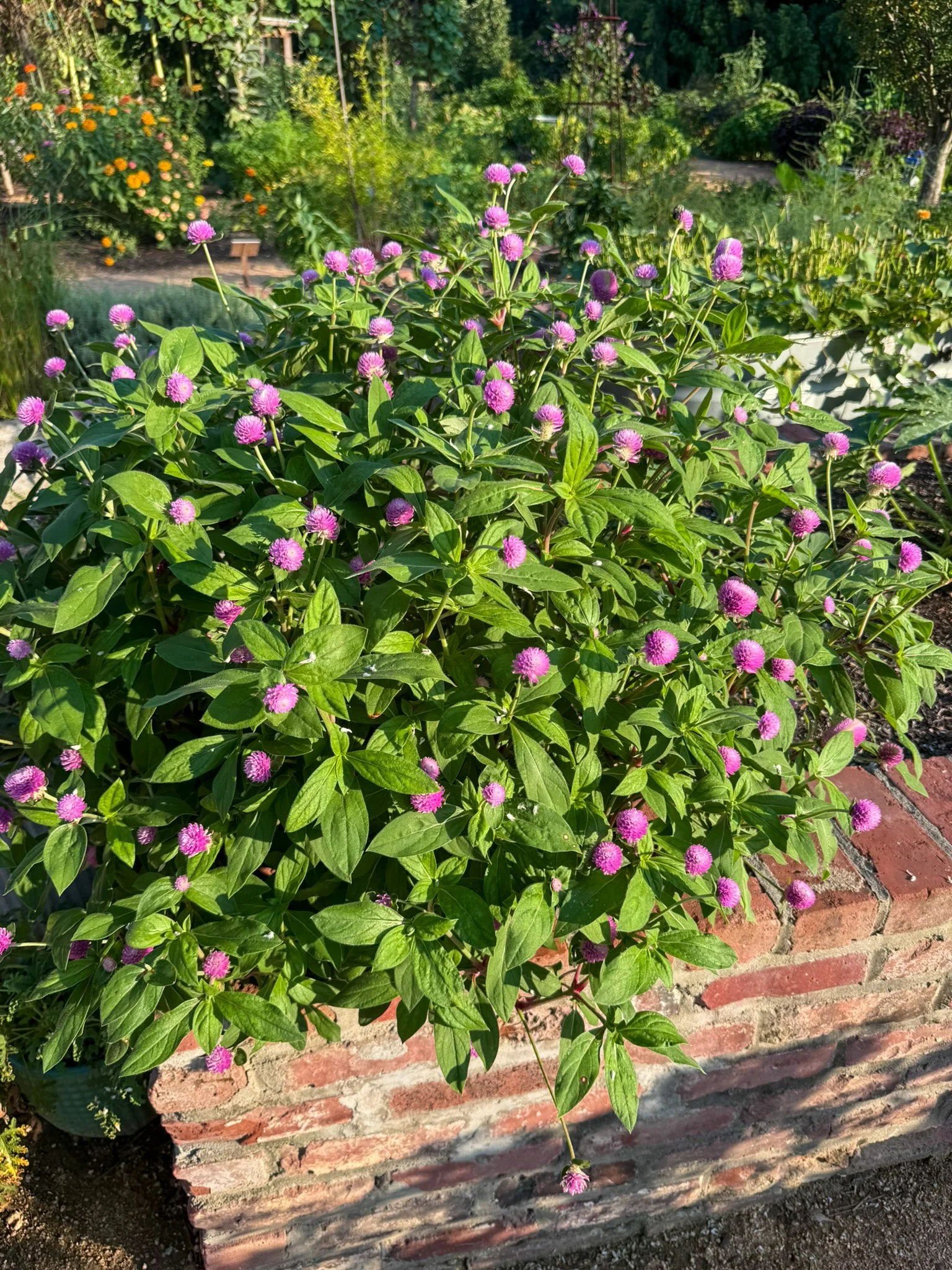 gomphrena_9.jpg
