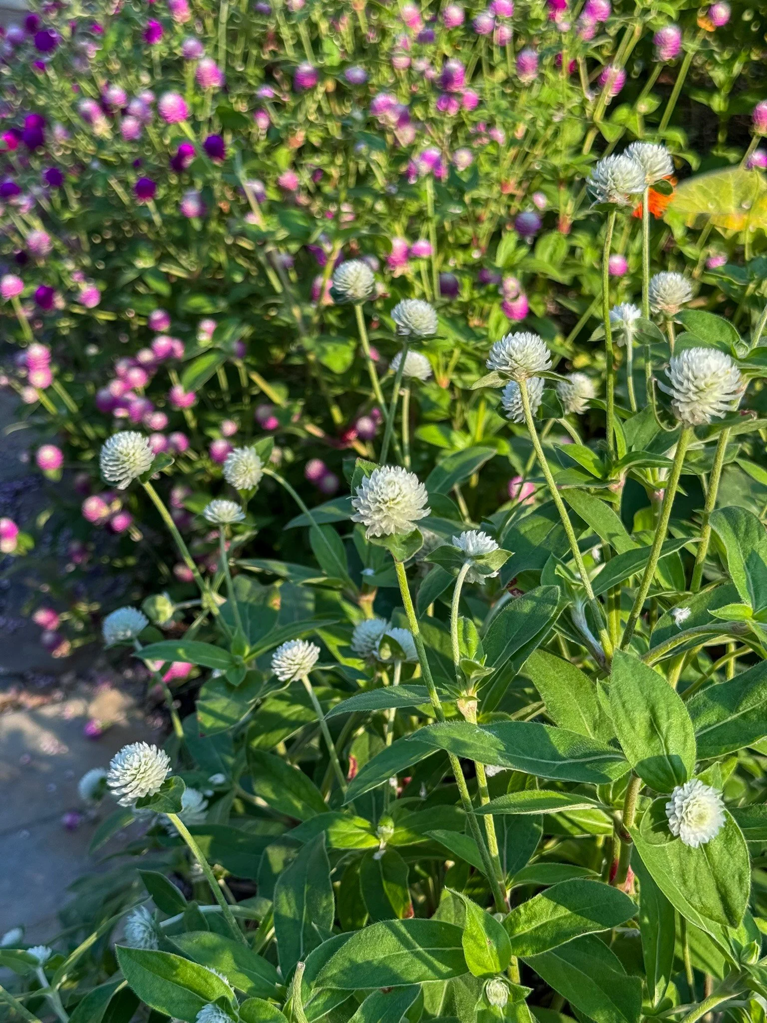 gomphrena_1.jpg