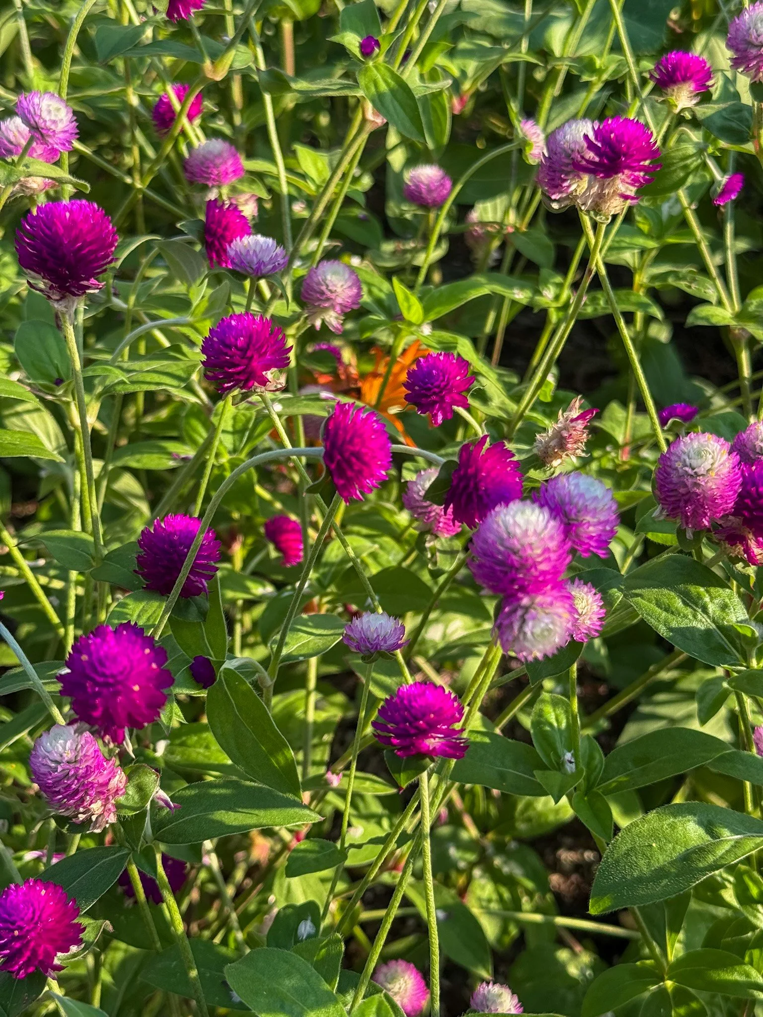 gomphrena_2.jpg