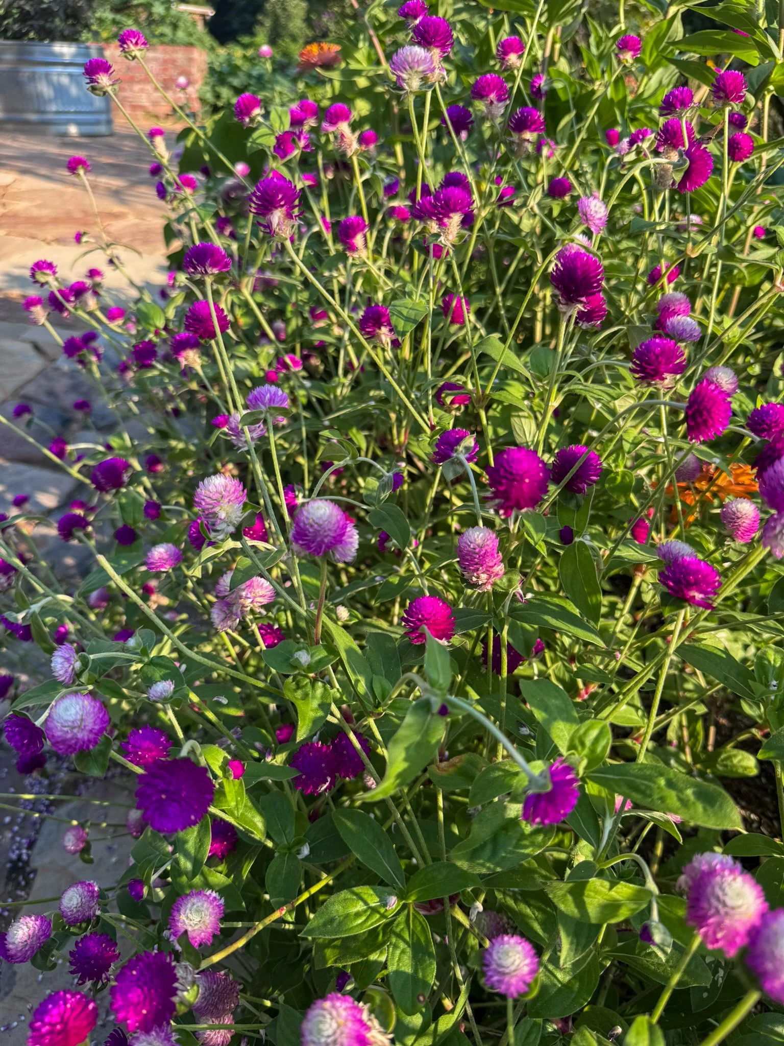 gomphrena_3.jpg