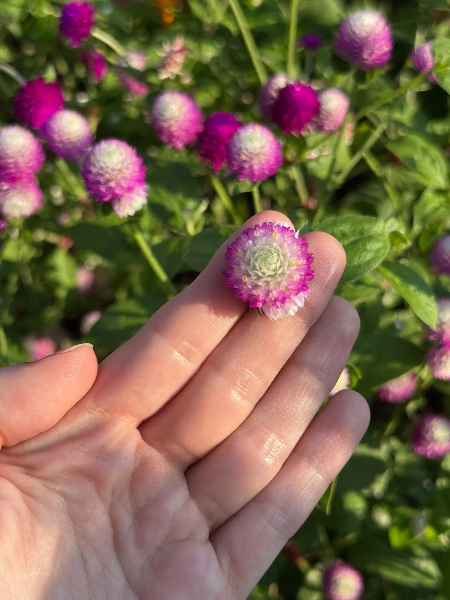 gomphrena_5.jpg