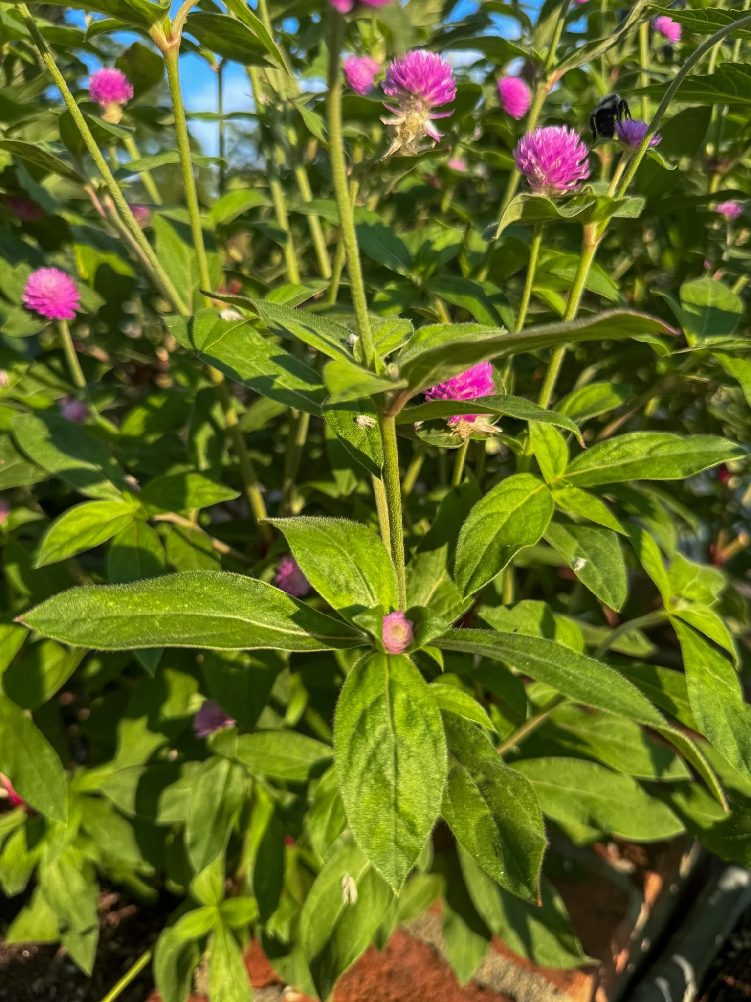 gomphrena_6.jpg
