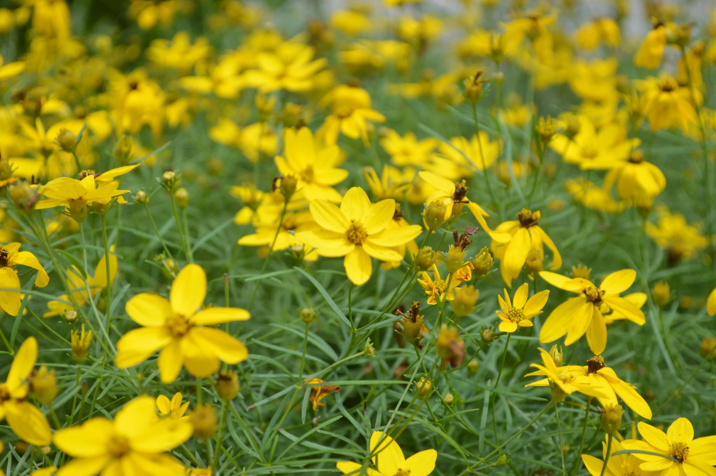 anacis vertillata_1.JPG