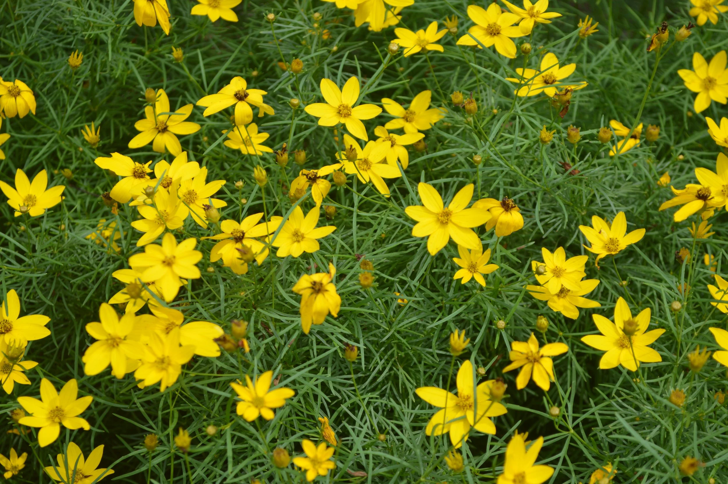 Meet the Whorled Tickseed