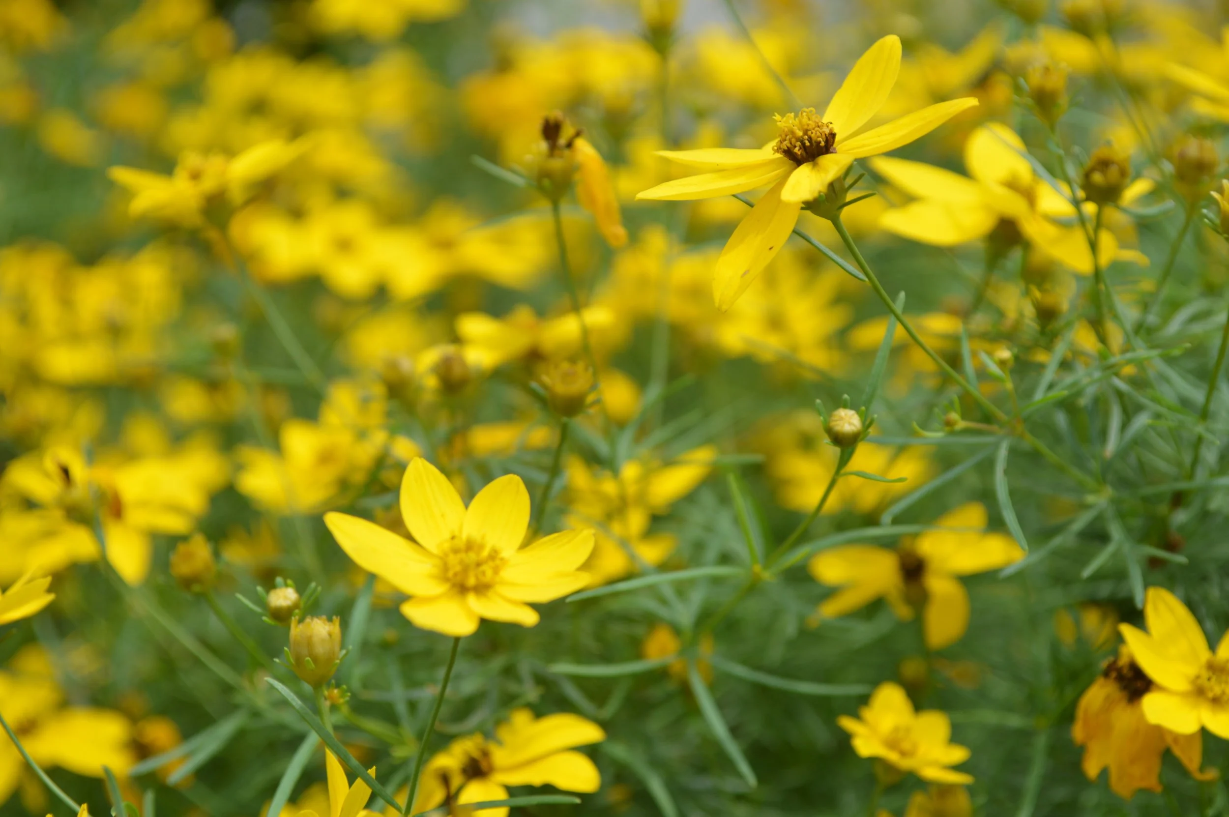 anacis vertillata_3.JPG