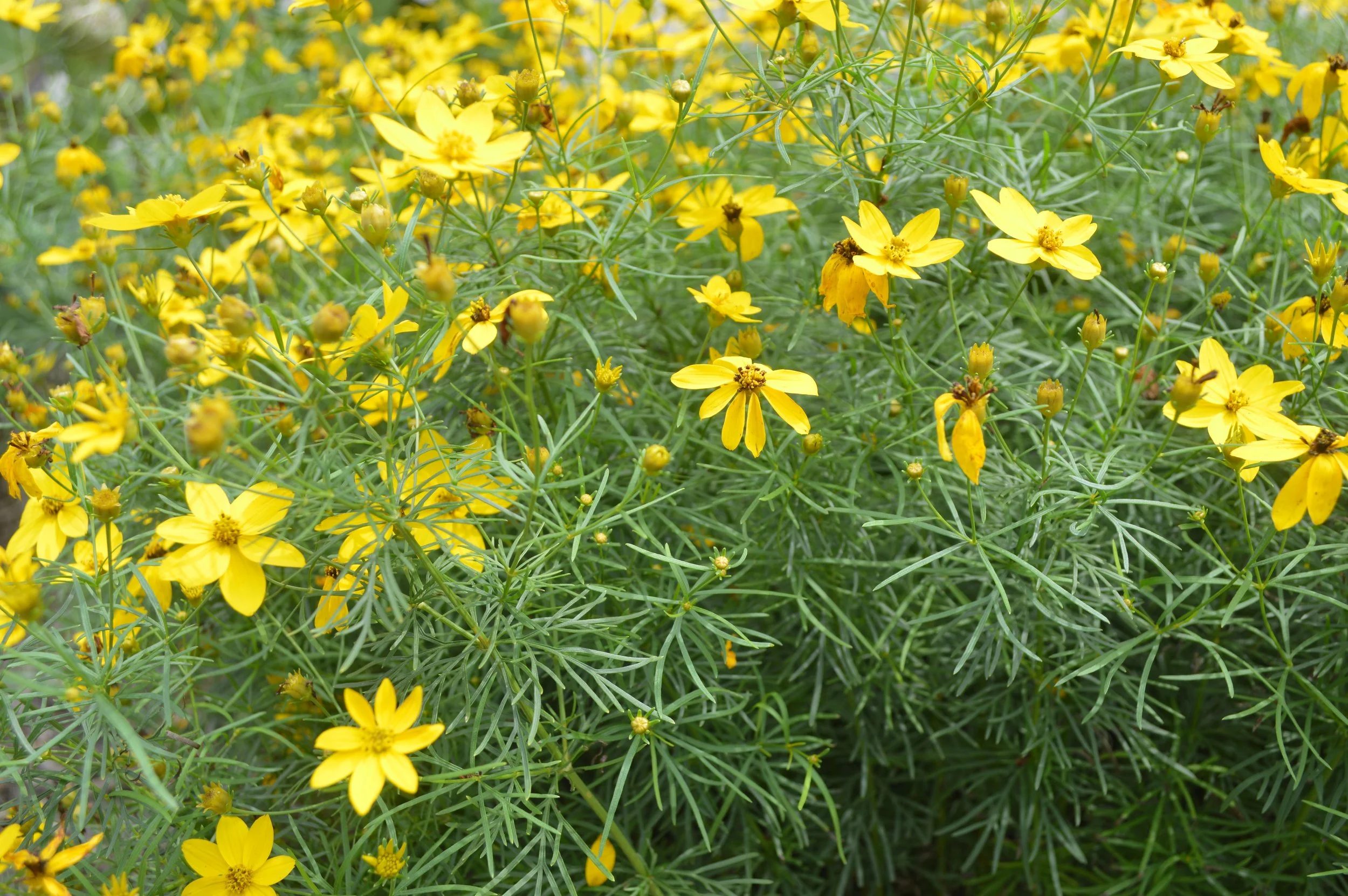 anacis vertillata_4.JPG