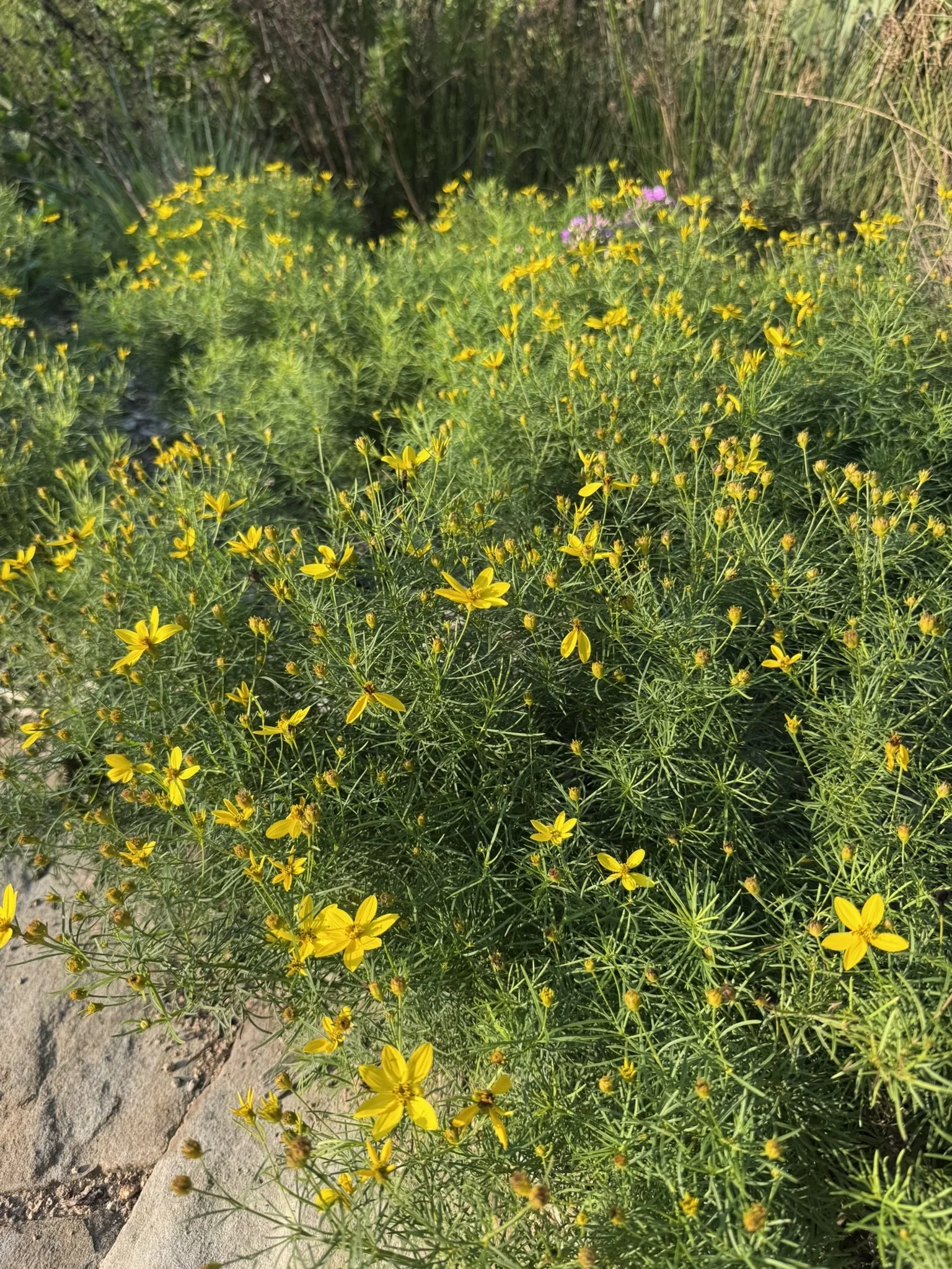 anacis verticillata_6.JPEG