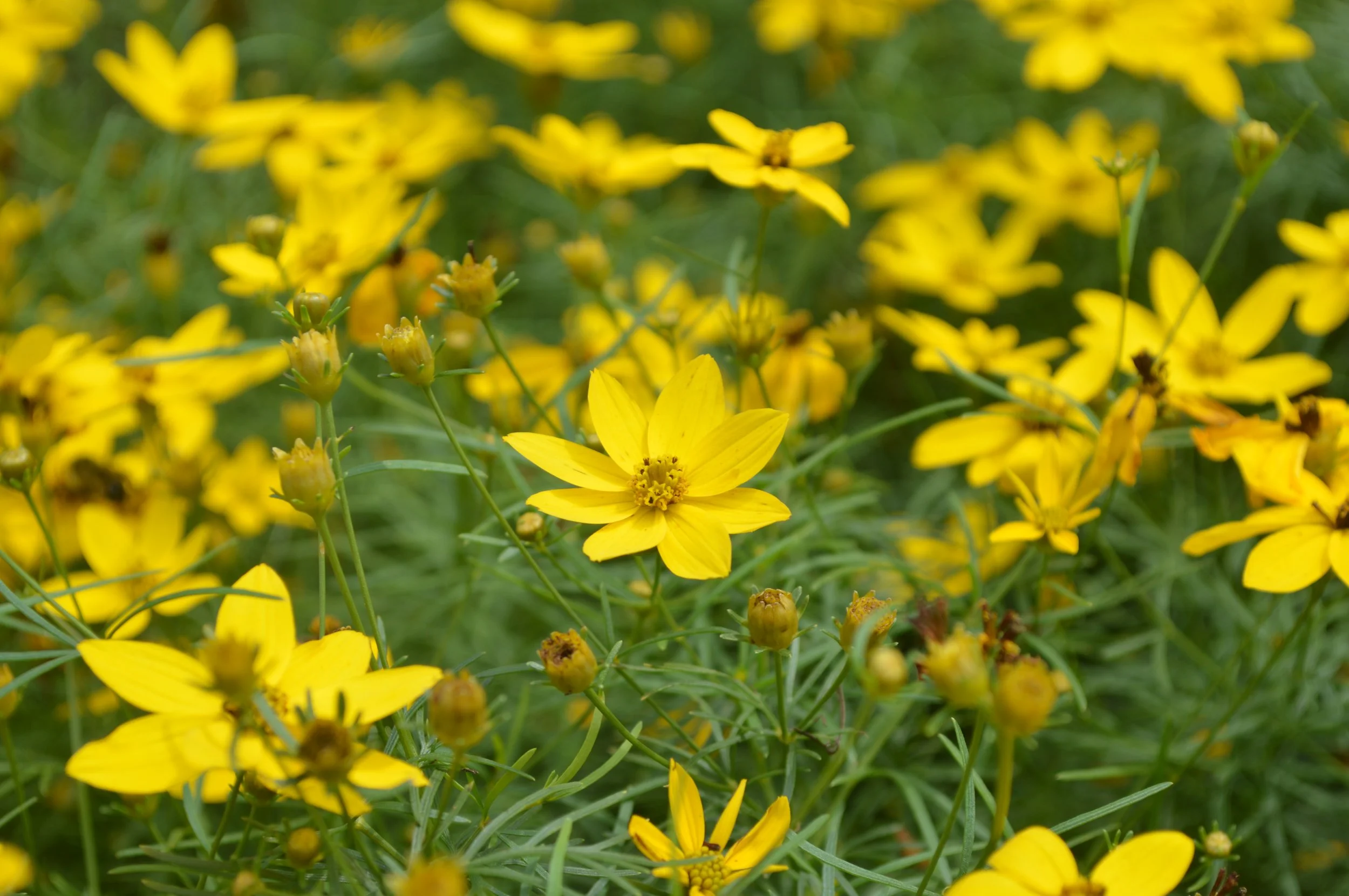 anacis vertillata_5.JPG
