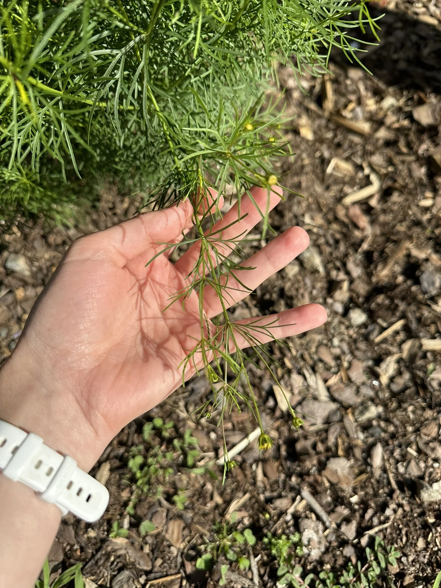 anacis verticillata_9.JPEG