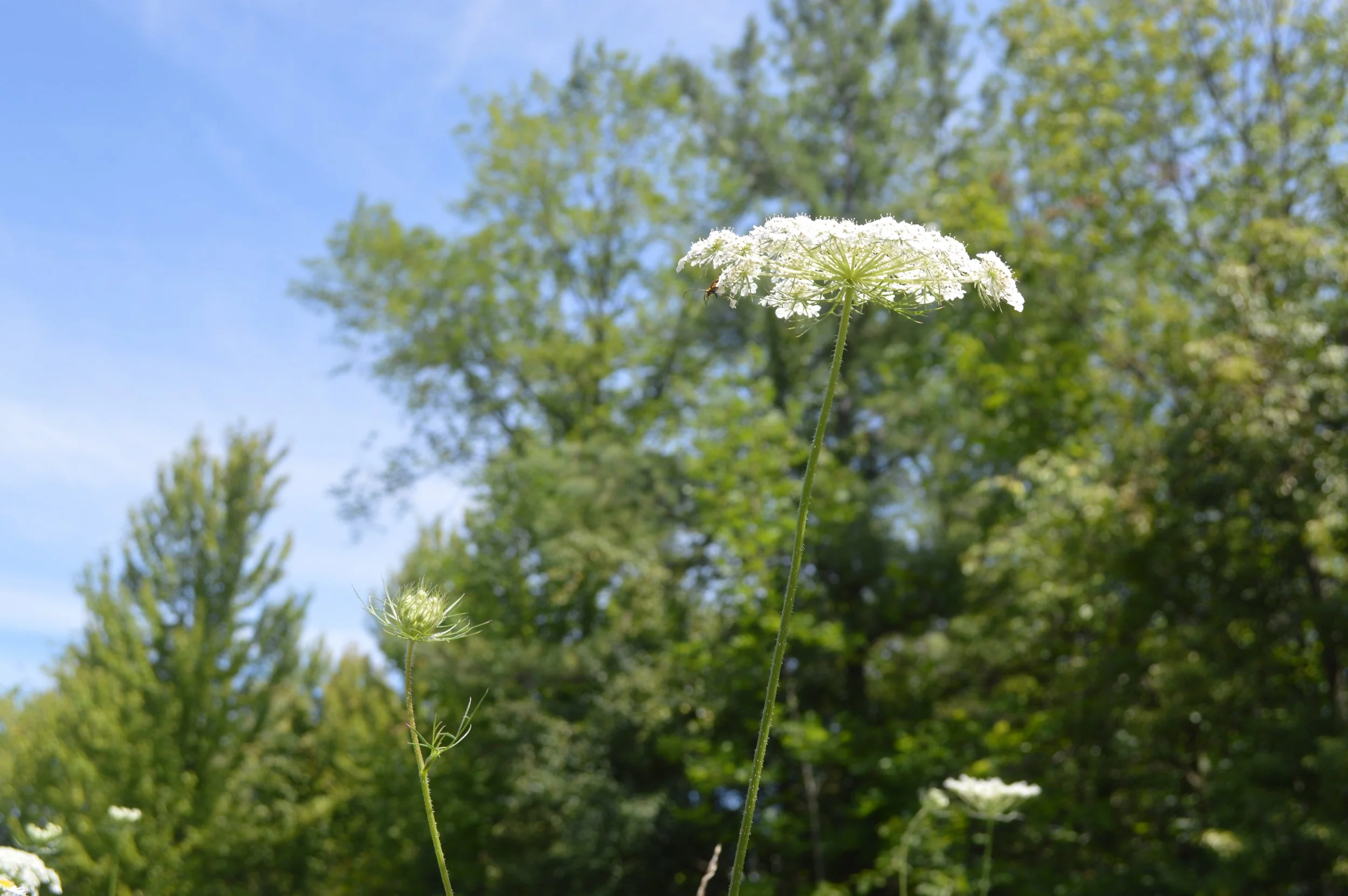 daucus carota_5.JPG