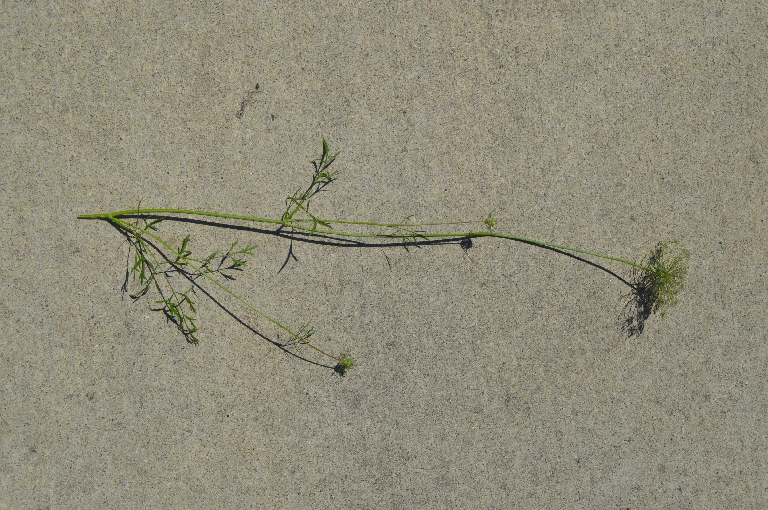 daucus carota_1.JPG