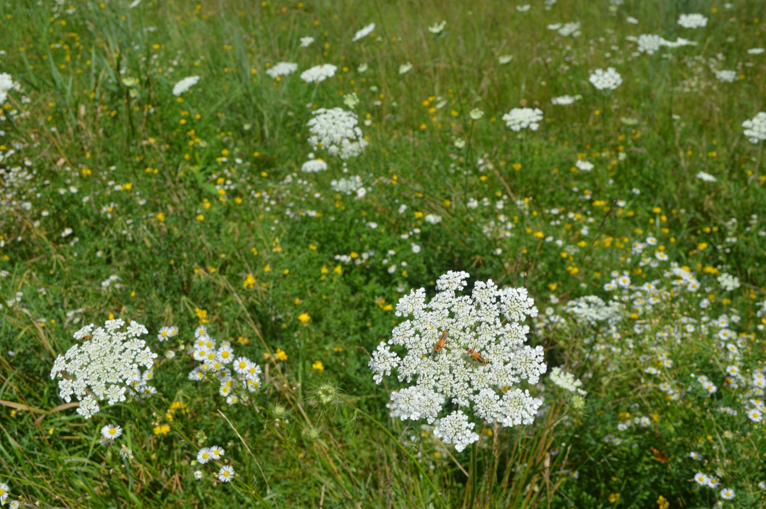 daucus carota_2.JPG