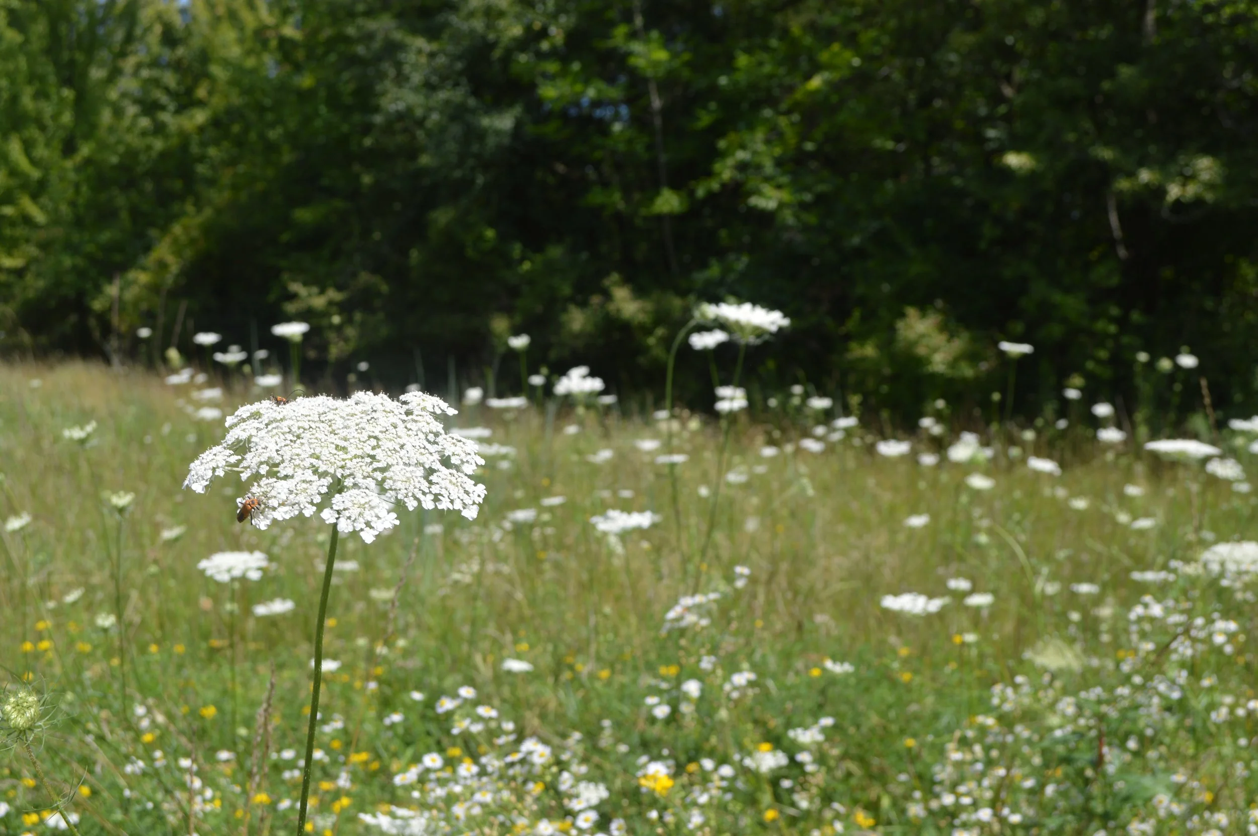 daucus carota_4.JPG