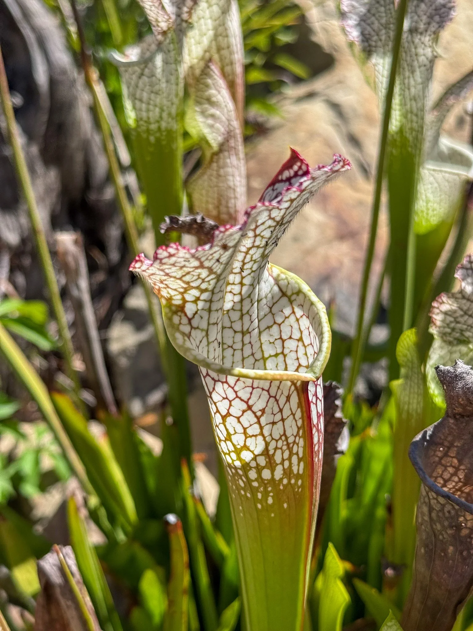 Meet the Pitcher Plant