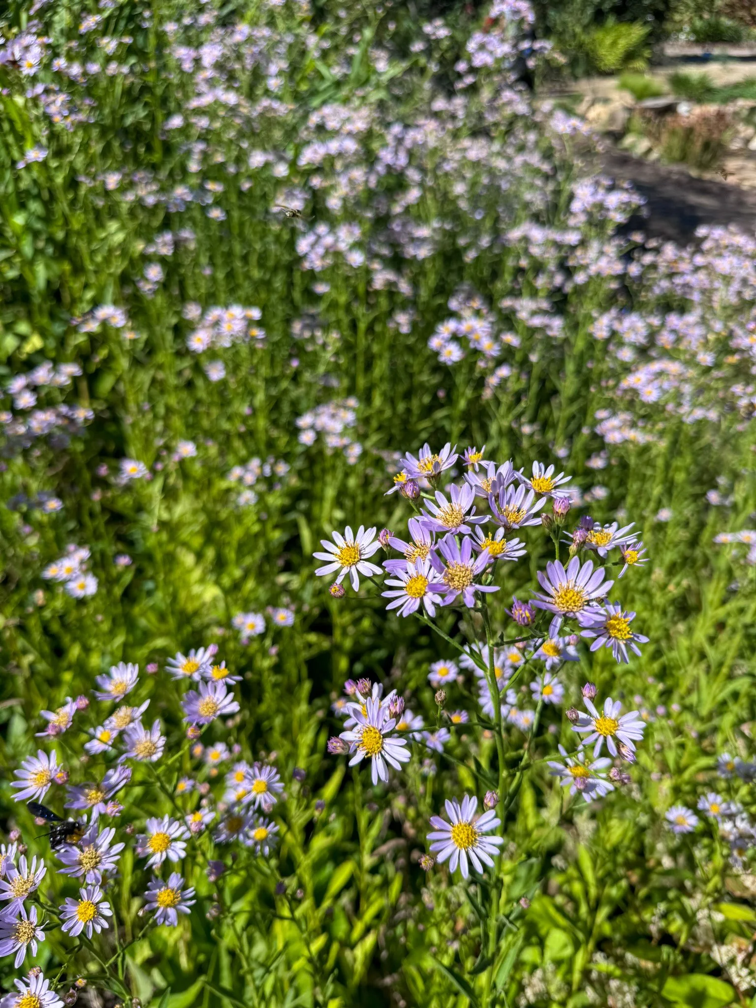 Meet the Tartarian Aster