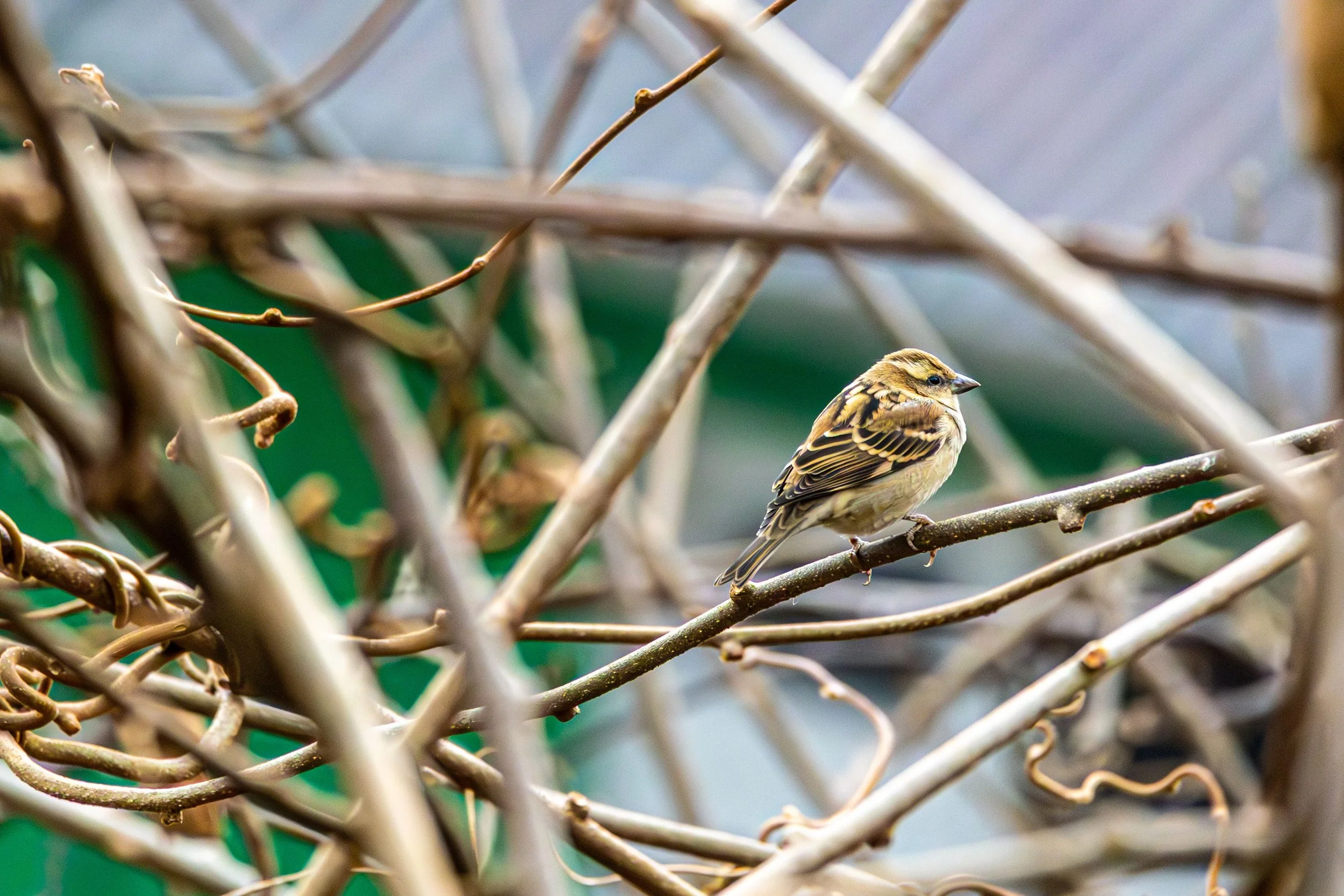 Birdwatching.jpg