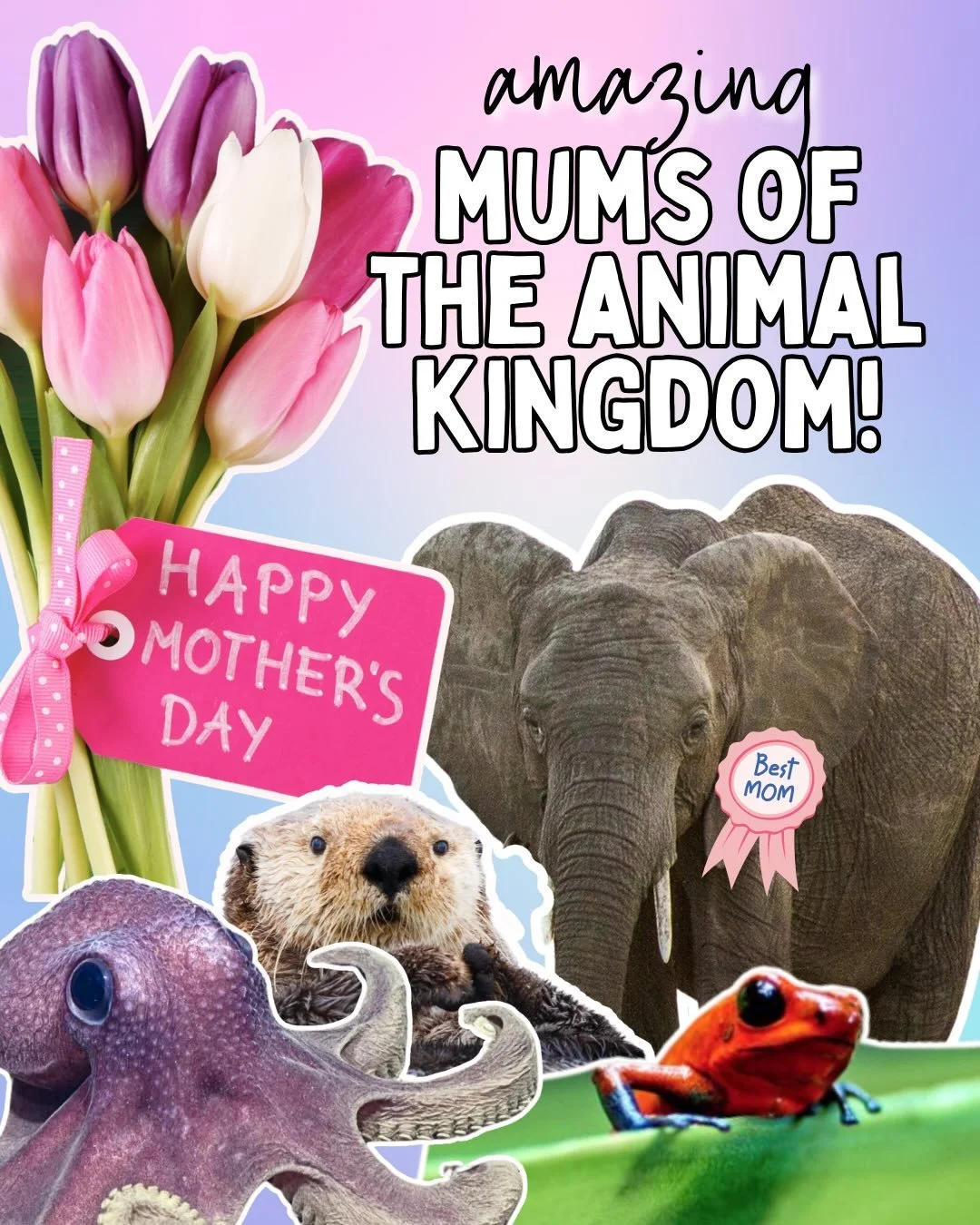 Happy Mother&rsquo;s Day to all of the Mums out there, human and animal! 💐

Swipe through to see some of the more&hellip;.wild 😂 examples of motherhood in the animal kingdom! 

Mums, what do you reckon? Better or worse than parenting human children
