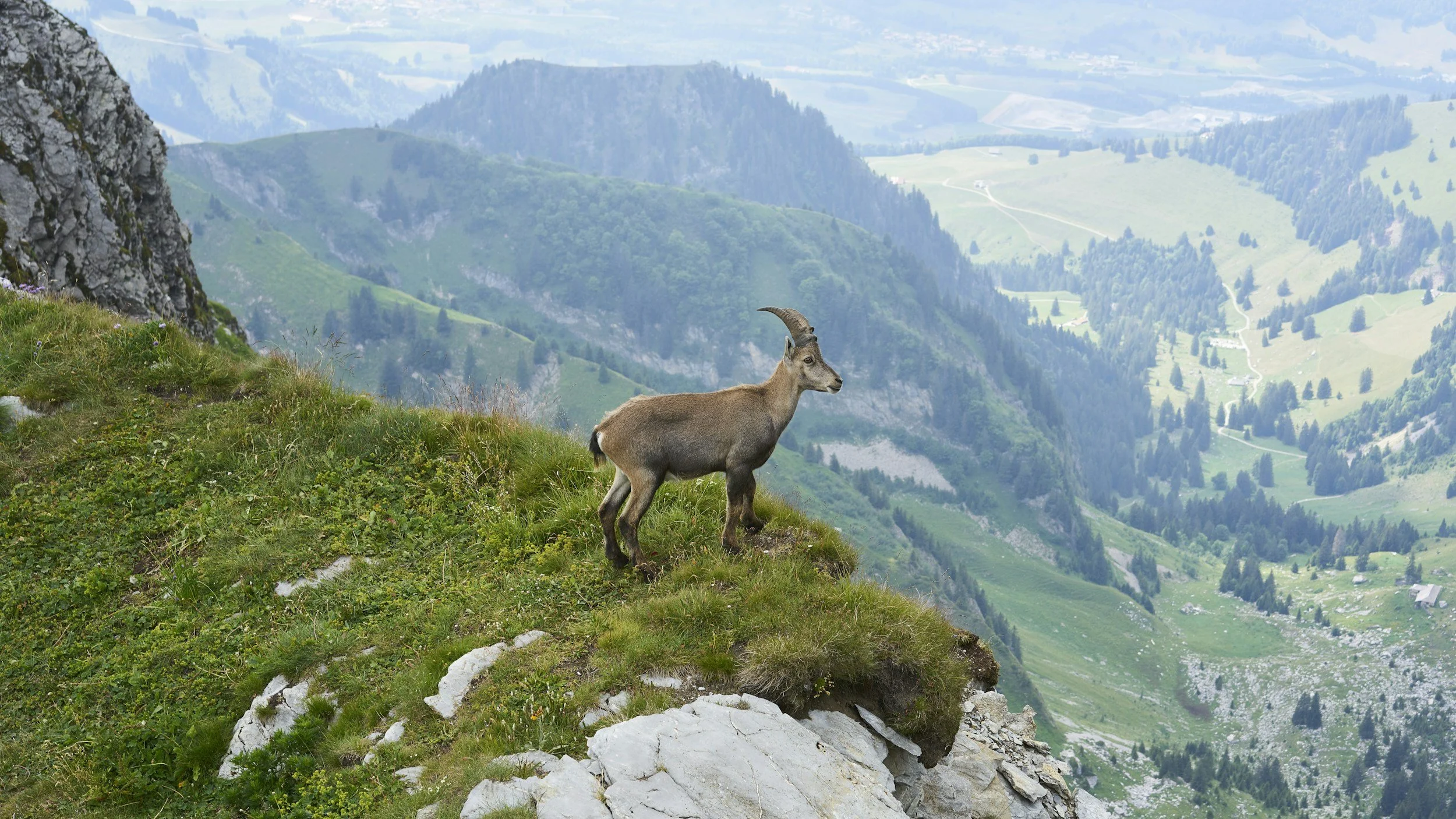 Ibex standing on a grassy mountain ledge with a scenic mountainous landscape in the background.