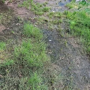 Top 10 Signs Your Yard Has a Drainage Problem