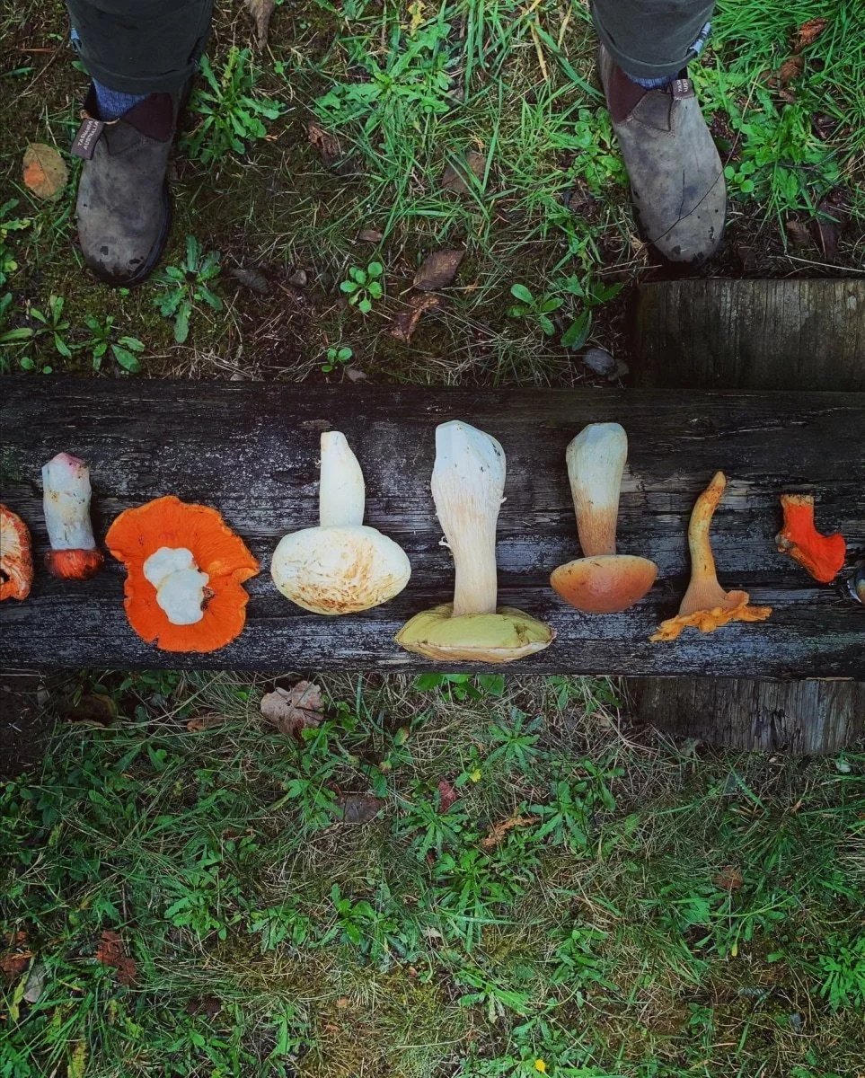 Wild Mushroom Risotto