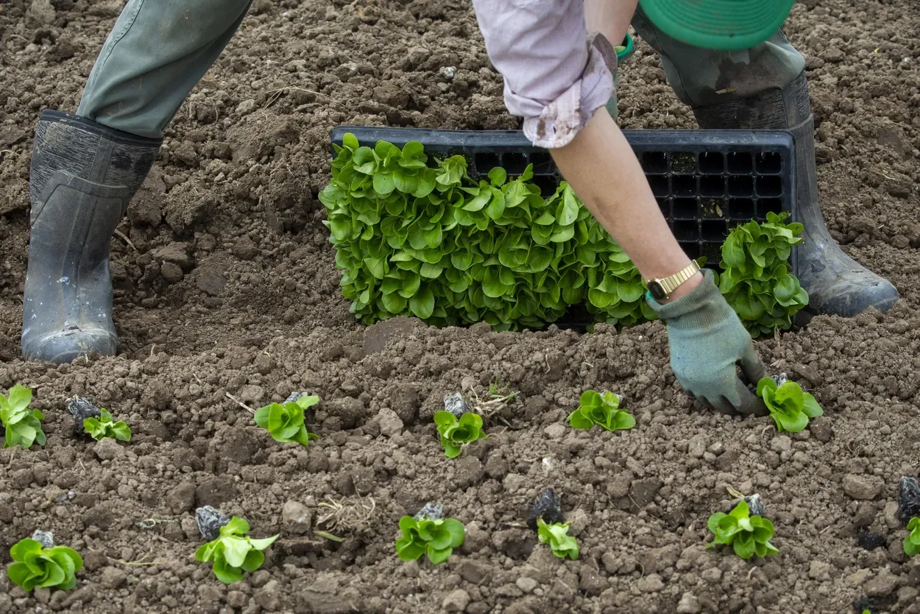 Local farmers expand during COVID-19