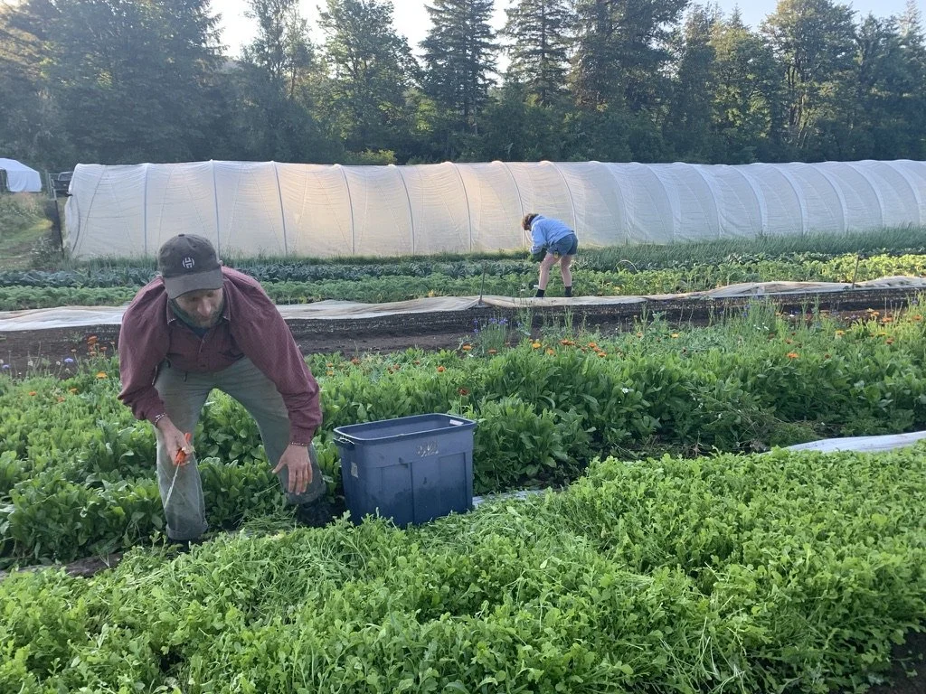 Two people working in a vegetable garden with greenery and a greenhouse in the background.
