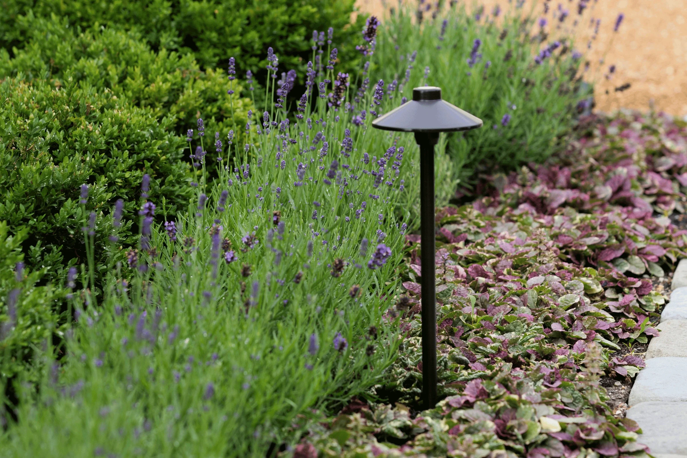 landscaping-path-light-lavender-garden-bed-pappas-company-landscape.webp