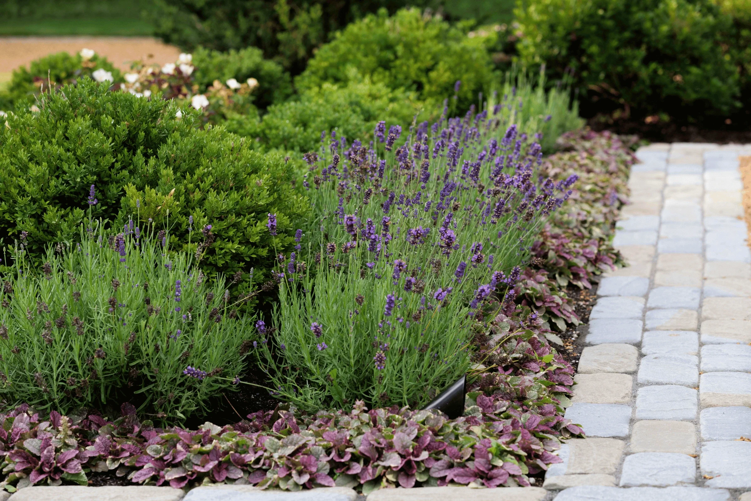 landscaping-lavender-boxwood-garden-bed-cobblestone-walkway-pappas-company-landscape.webp