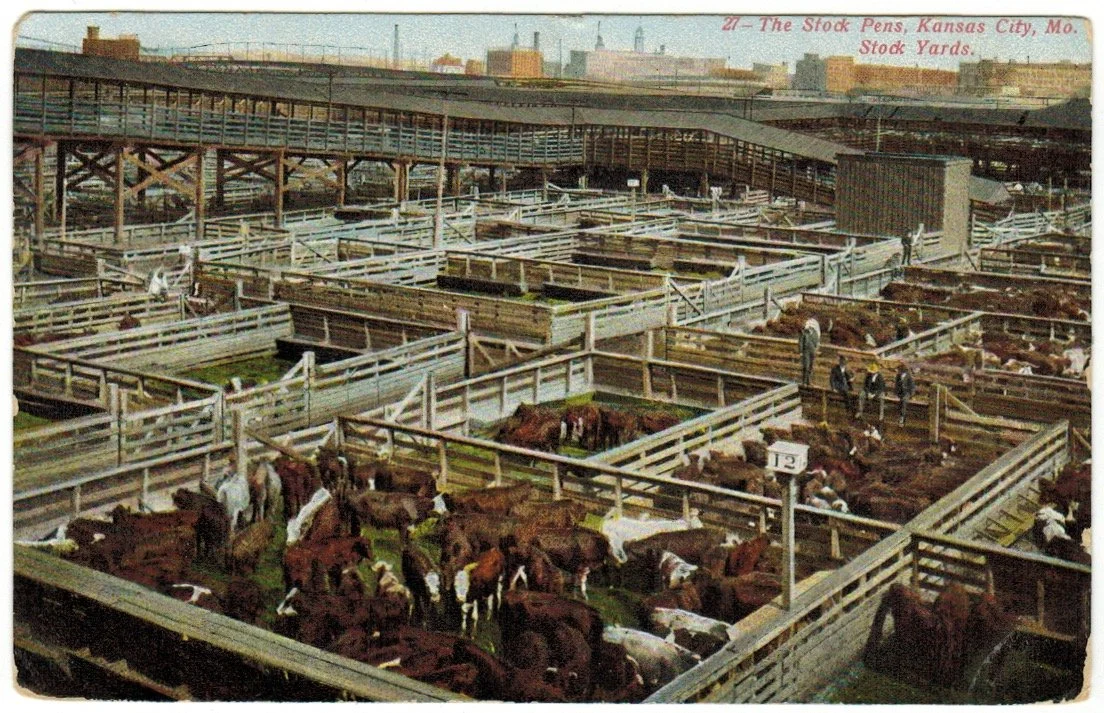 The Livestock Exchange Building & Kansas City Stockyards - Postcard 3043a - View of the Stockyards - Kansas City History.jpeg