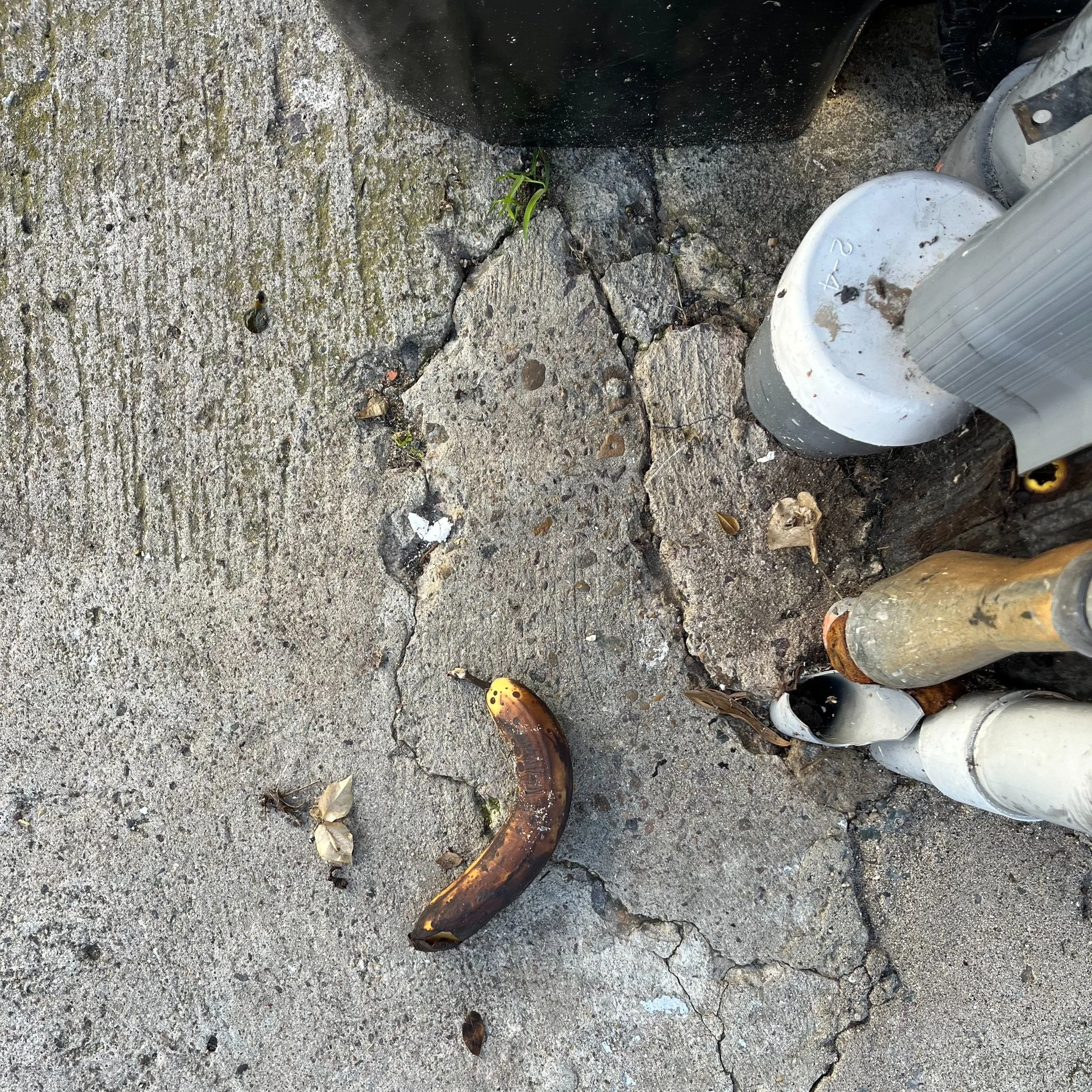 la jolla, california, jan 24