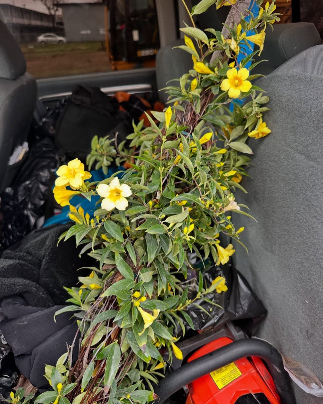 Carolina Jasmine (Gelsemium sempervirens)

Carolina Jasmine, also known as Yellow Jessamine, is an evergreen, twining vine prized for its fragrant, bright yellow flowers. Native to the southeastern U.S., it thrives in warm climates and is often used 