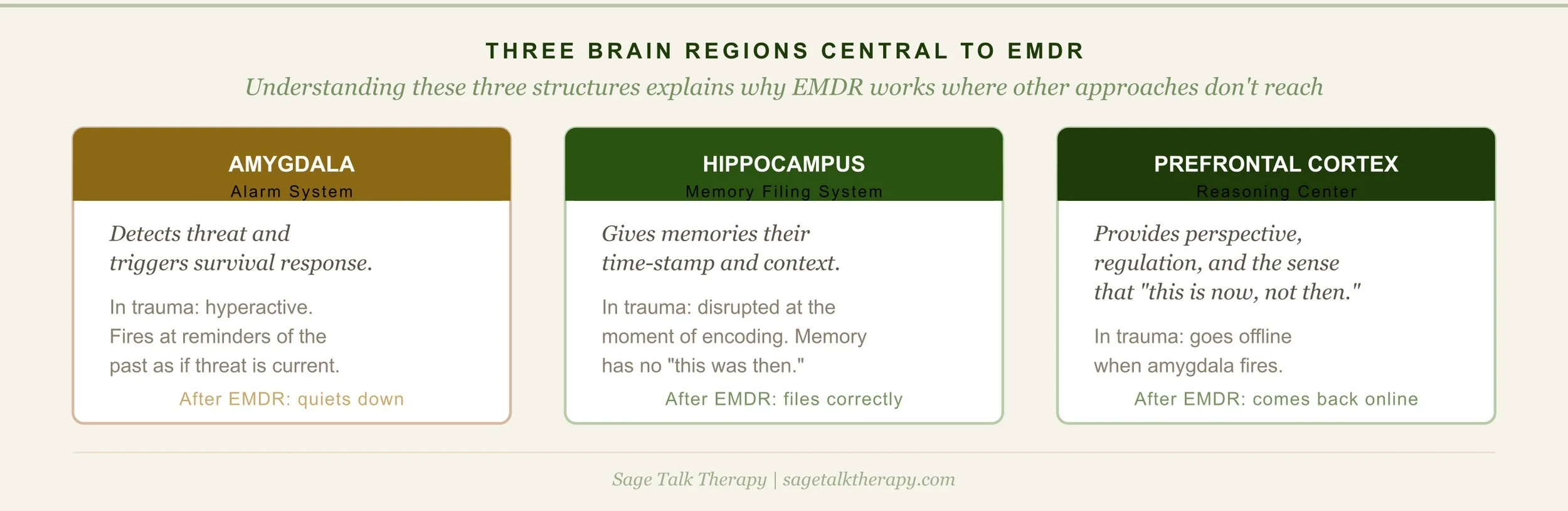 Three-column diagram explaining the amygdala as alarm system, hippocampus as memory filing system, and prefrontal cortex as reasoning center, and what happens to each in trauma and after EMDR