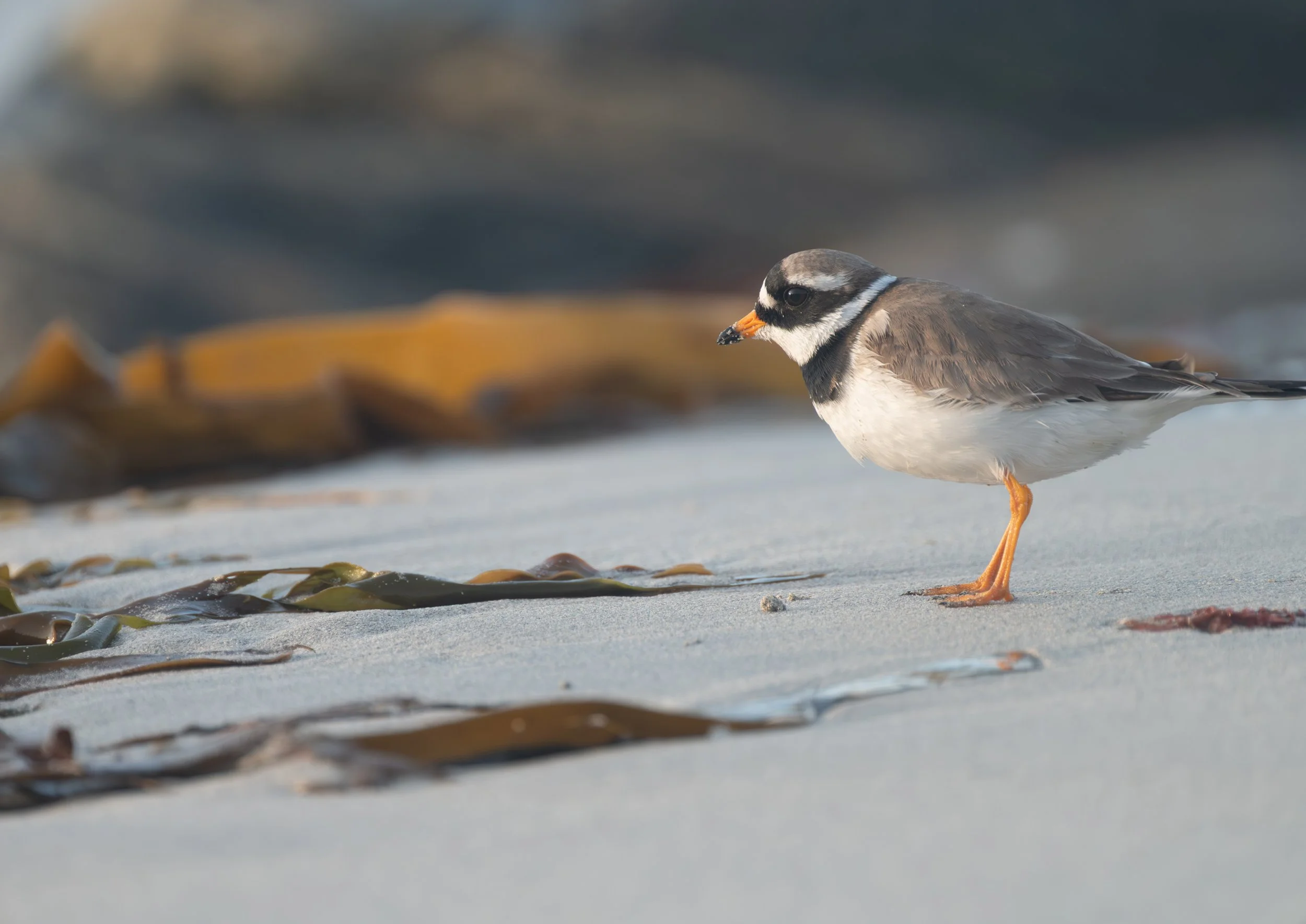 Common Ringed Plover